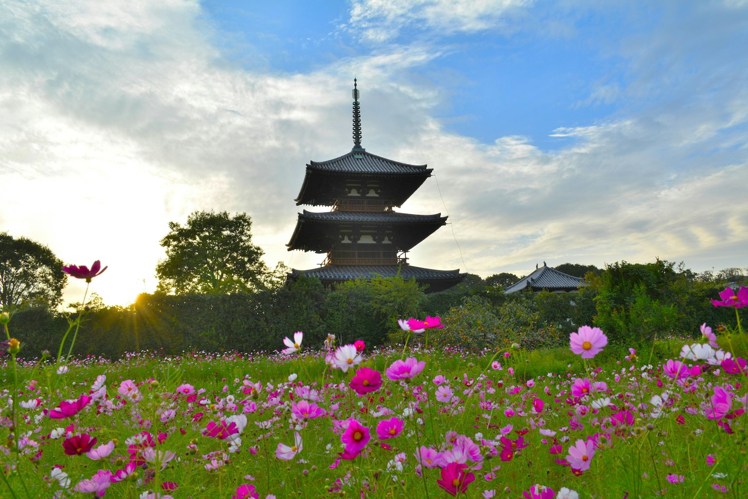 Vue pittoresque d'une pagode entourée de fleurs cosmos en fleurs