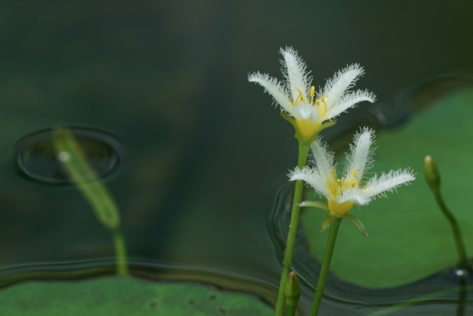 Weiße Blumen, die auf der Wasseroberfläche mit grünen Blättern blühen