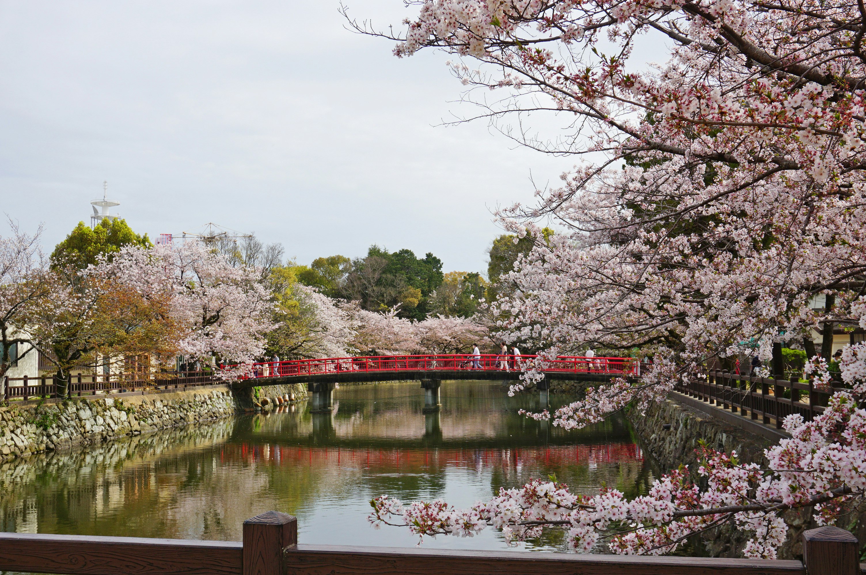 桜並木と池に映る遊歩道の風景