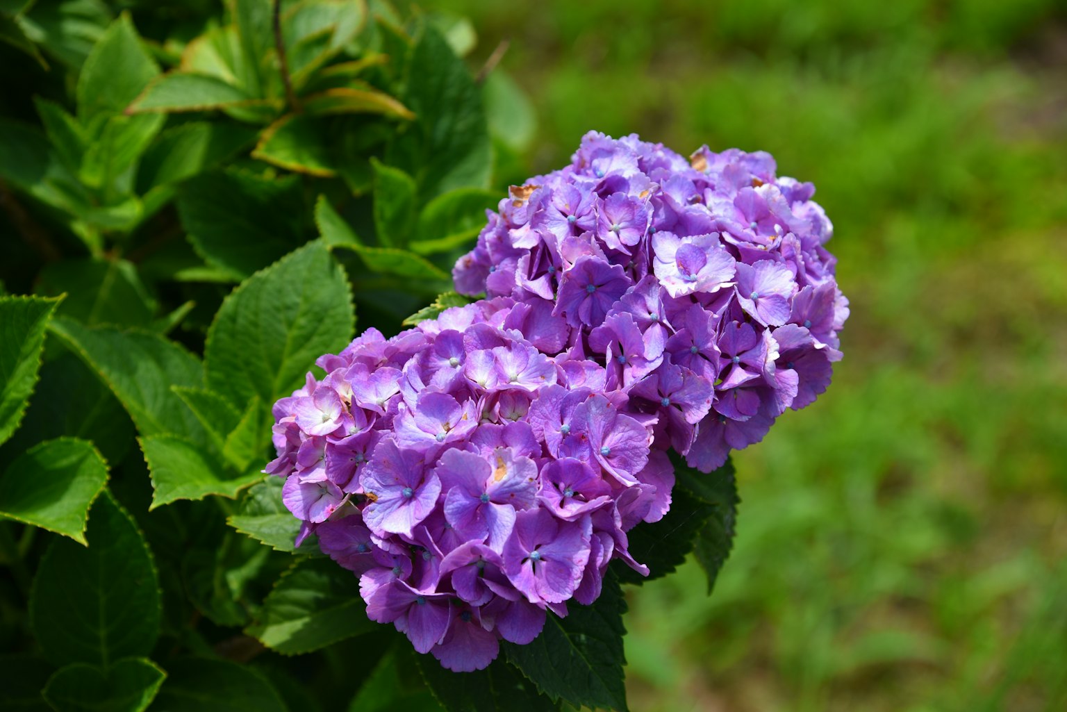 Purple hydrangea flowers blooming among green leaves