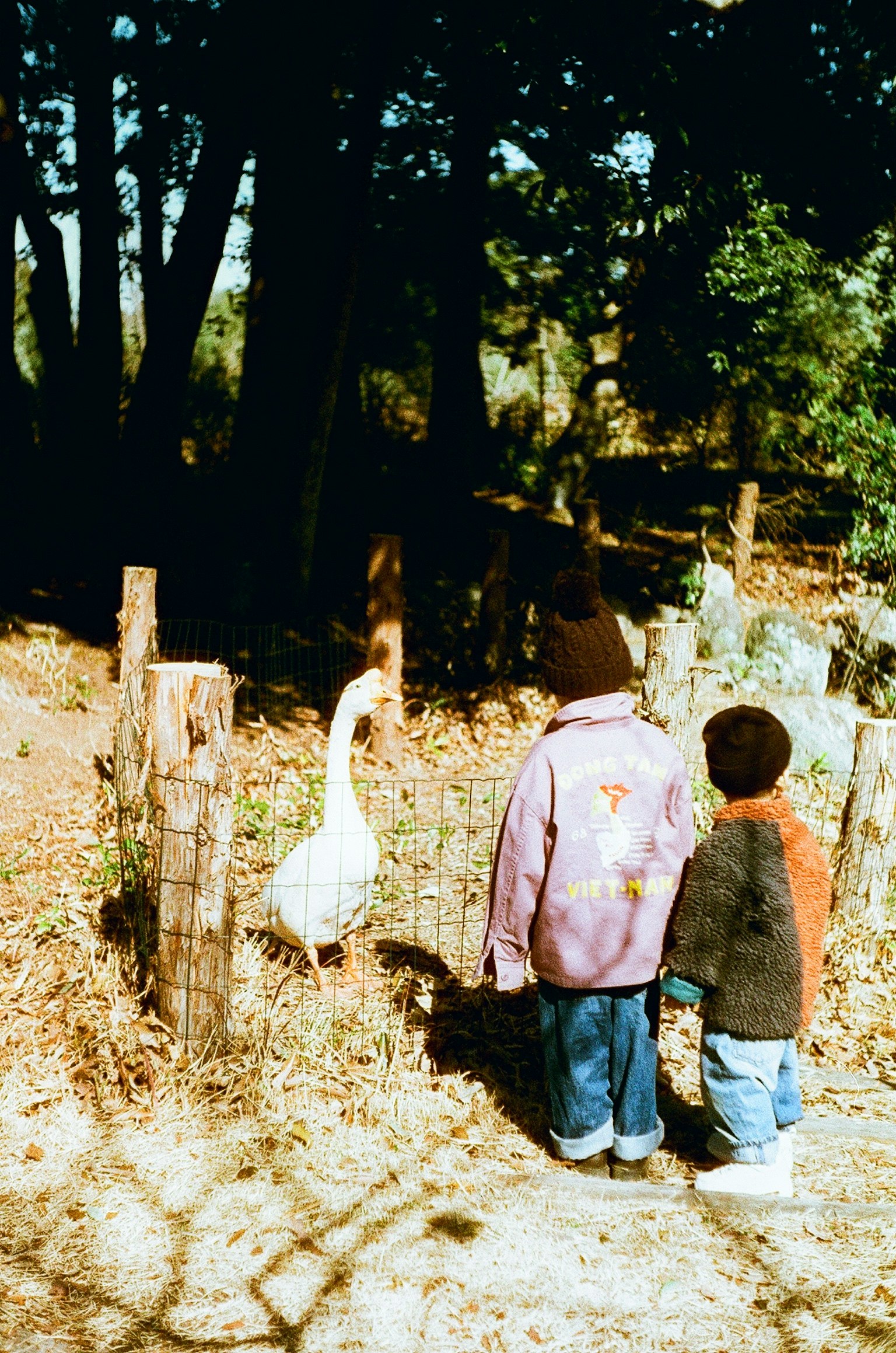 Two children watching a white goose in a natural setting