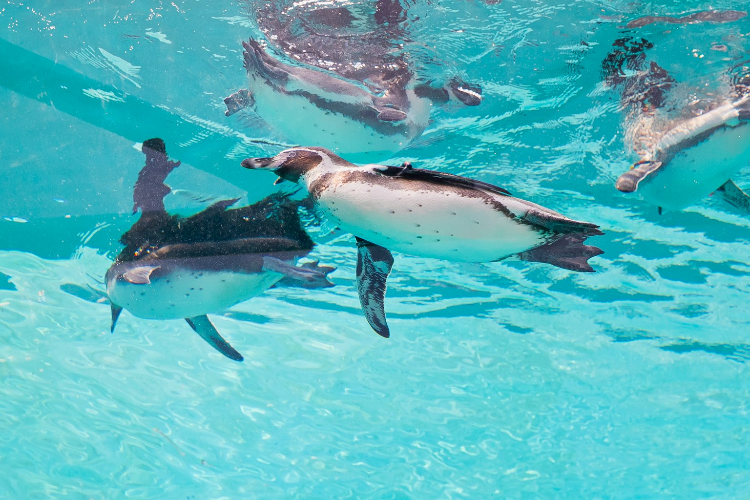 Pingüino nadando con delfín en agua azul clara