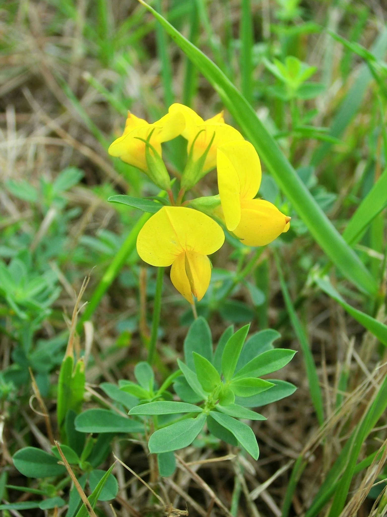 Bunga kuning mekar di antara rumput hijau dan daun