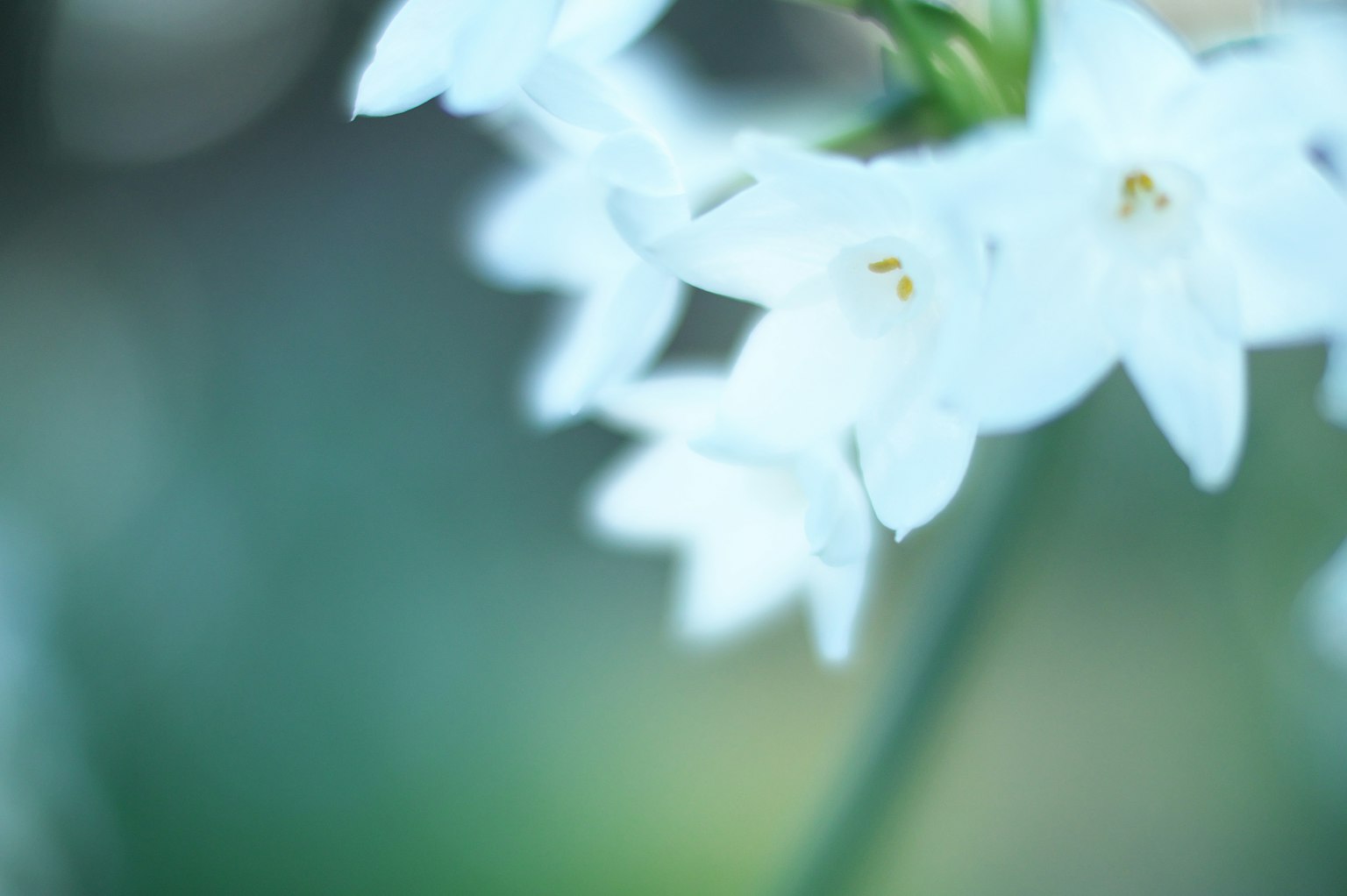 Immagine bella di fiori bianchi su uno sfondo blu