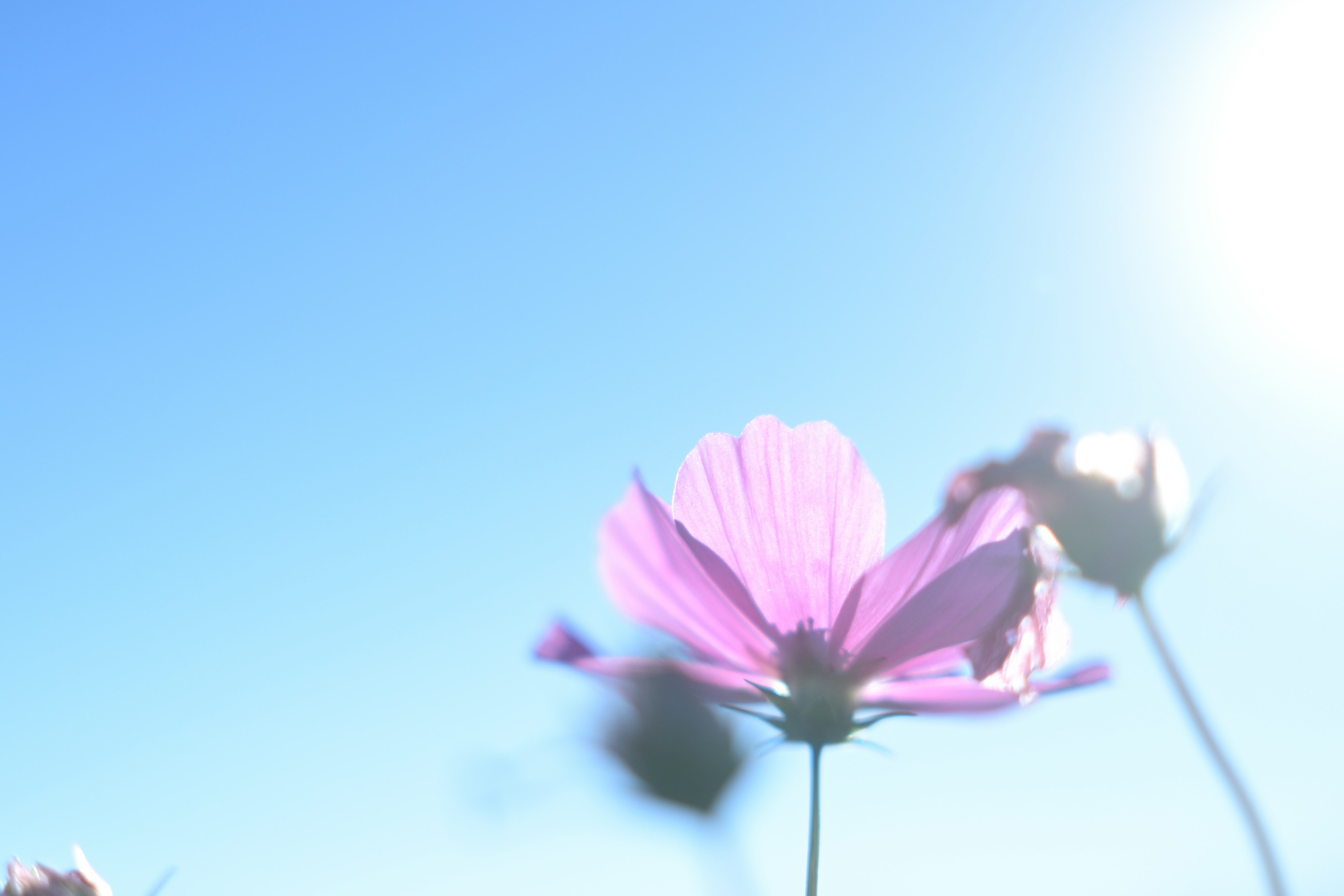 青空の下で咲くピンクの花が映る柔らかい画像