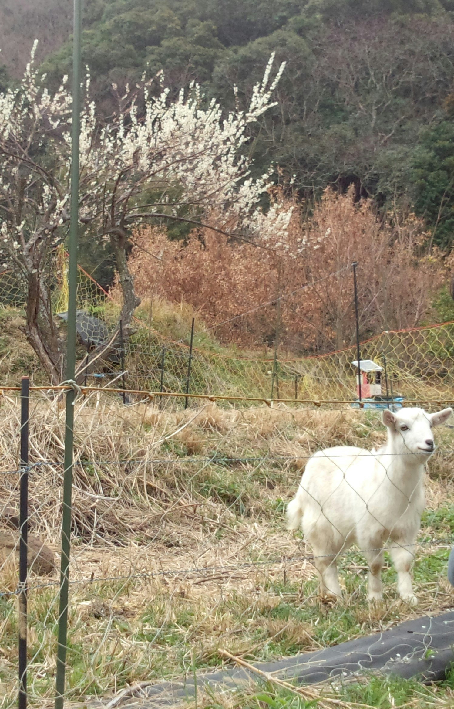 山あいの草地で見つめる白いヤギ