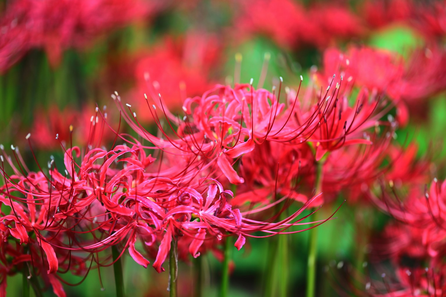Des lys araignées rouges vibrants en fleurs dans un cadre luxuriant