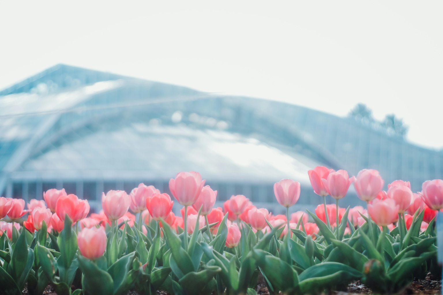 Hoa tulip hồng nở trên nền xanh nhạt với nhà kính có mái kính