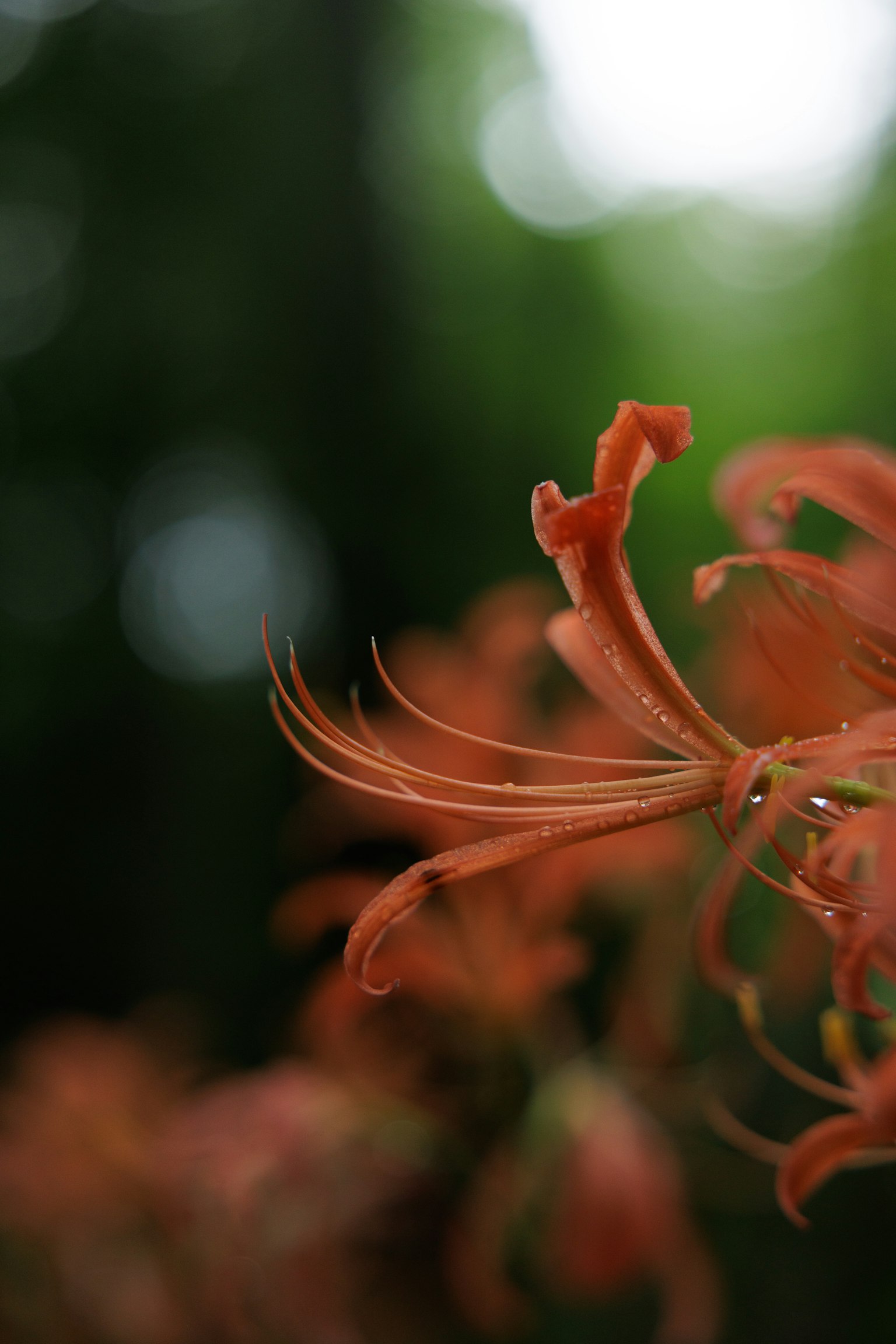 흐릿한 녹색 배경의 빨간 꽃 클로즈업