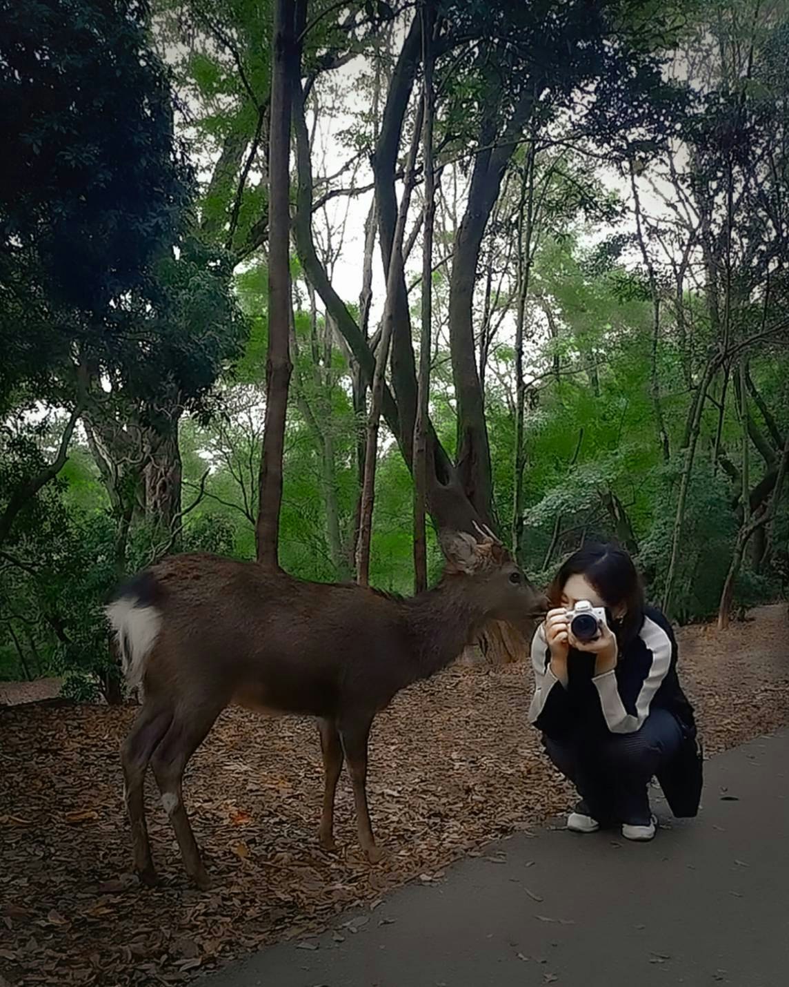 奈良公園の鹿とキスするように寄り添う動物の瞬間