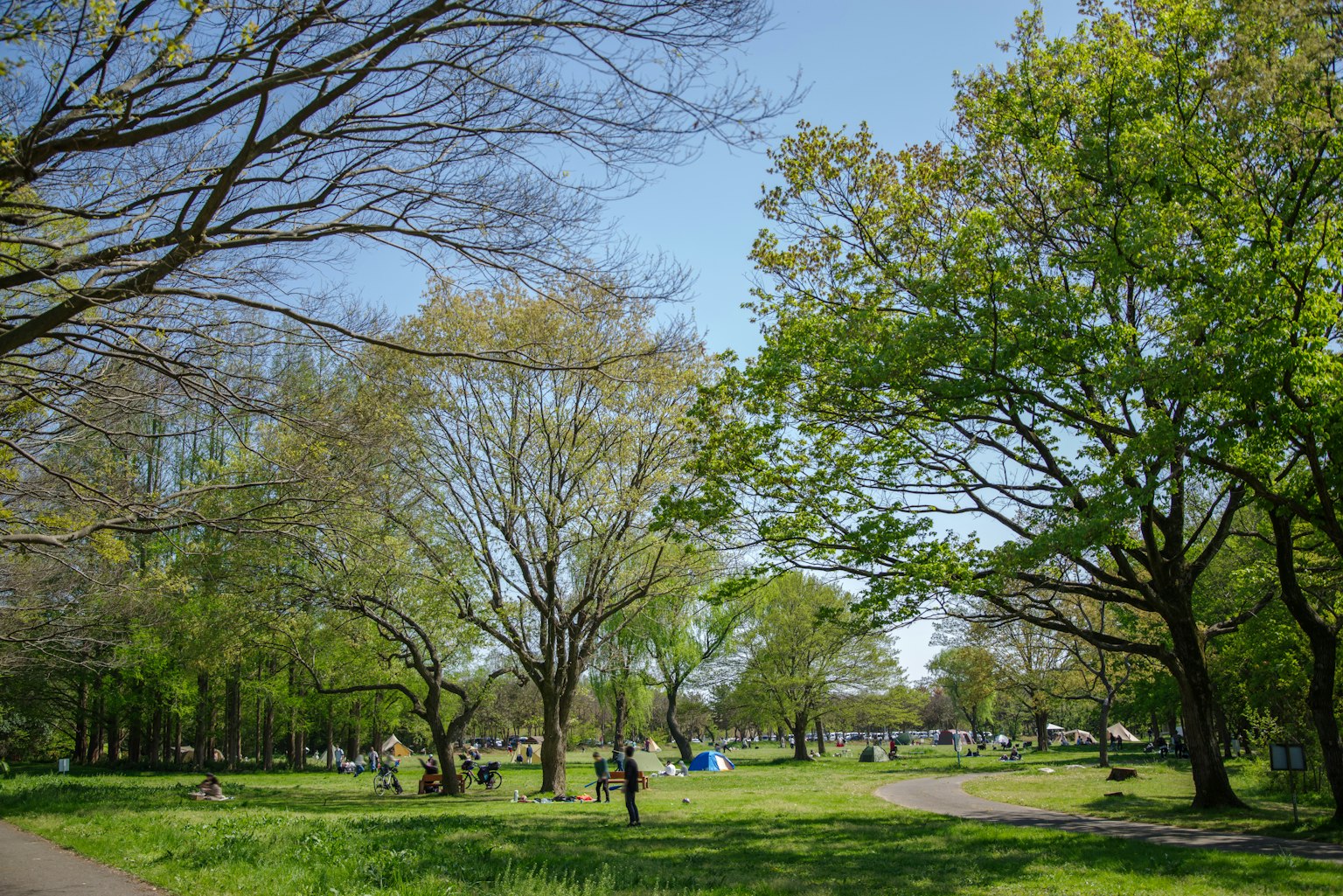 Lush park landscape with blue sky and fresh green trees people enjoying the outdoors