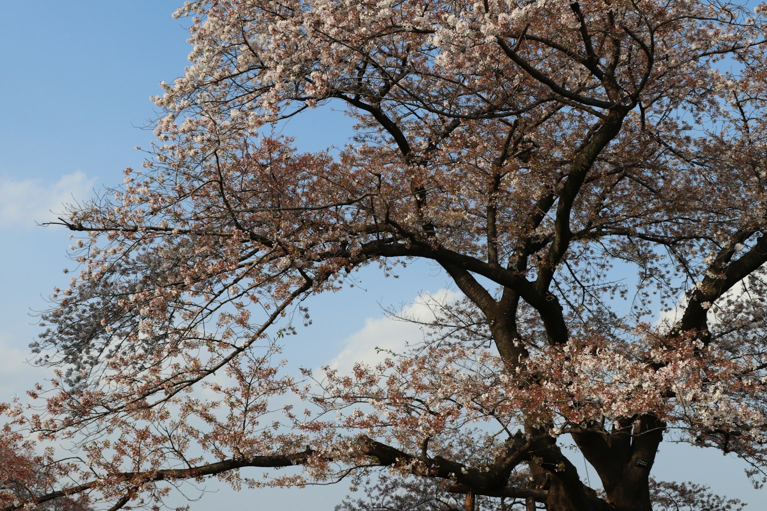 Bella vista dei fiori di ciliegio e dei rami sotto il cielo azzurro