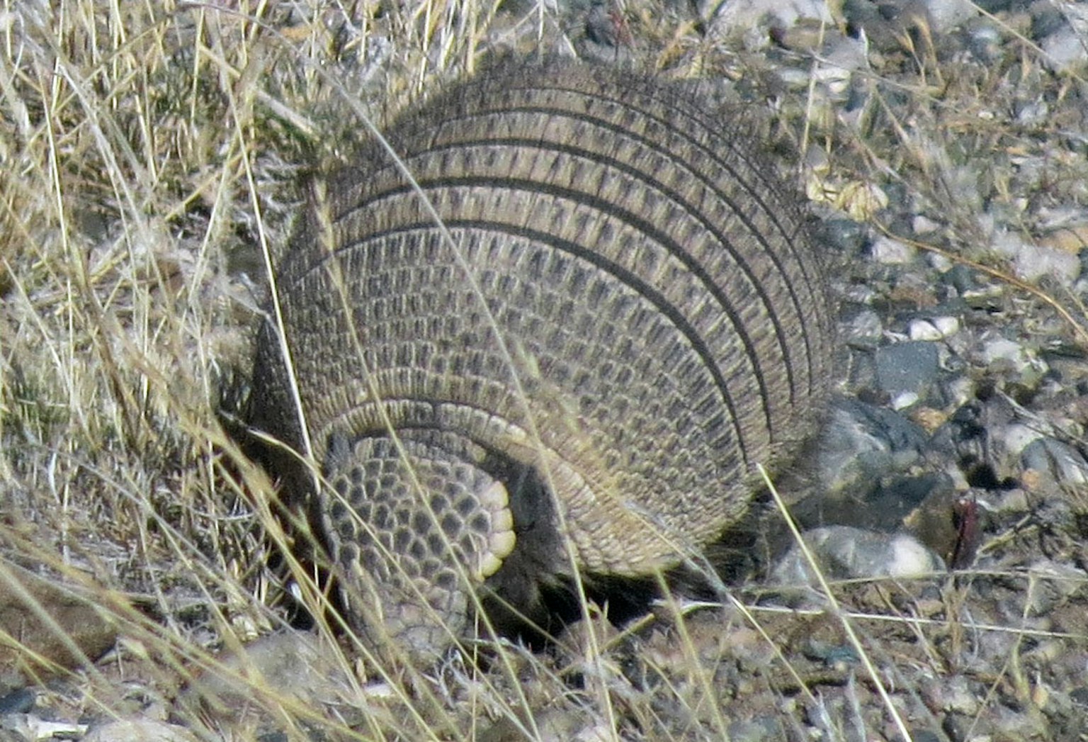 Imagen de un armadillo americano descansando en el suelo