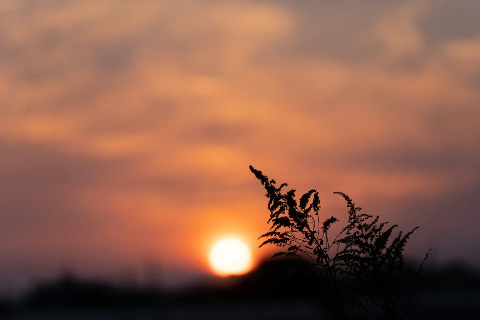 夕阳背景下的草的轮廓