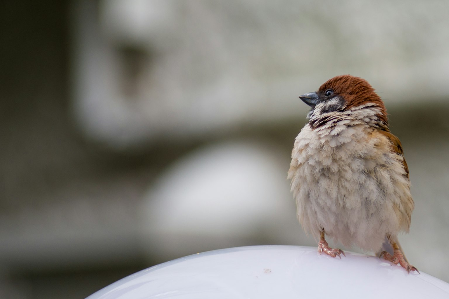 Un piccolo passero appollaiato su una superficie bianca