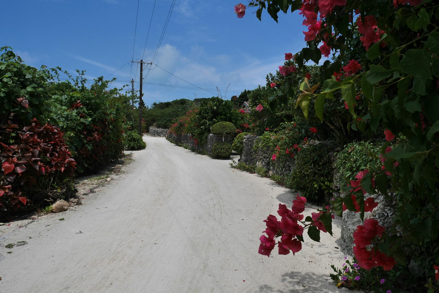 A sandy road lined with vibrant flowers and greenery