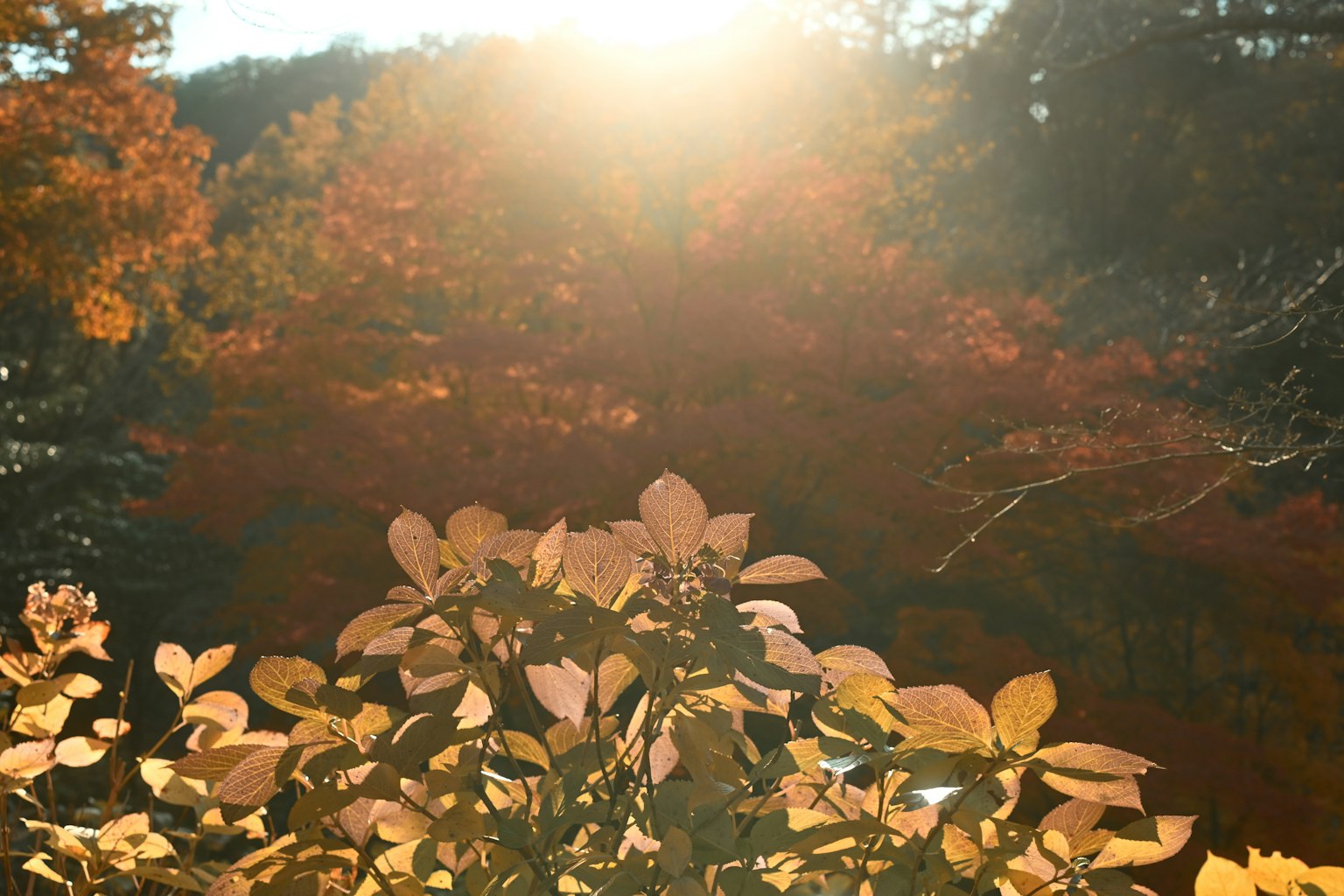 秋の光が差し込む色とりどりの葉の景色
