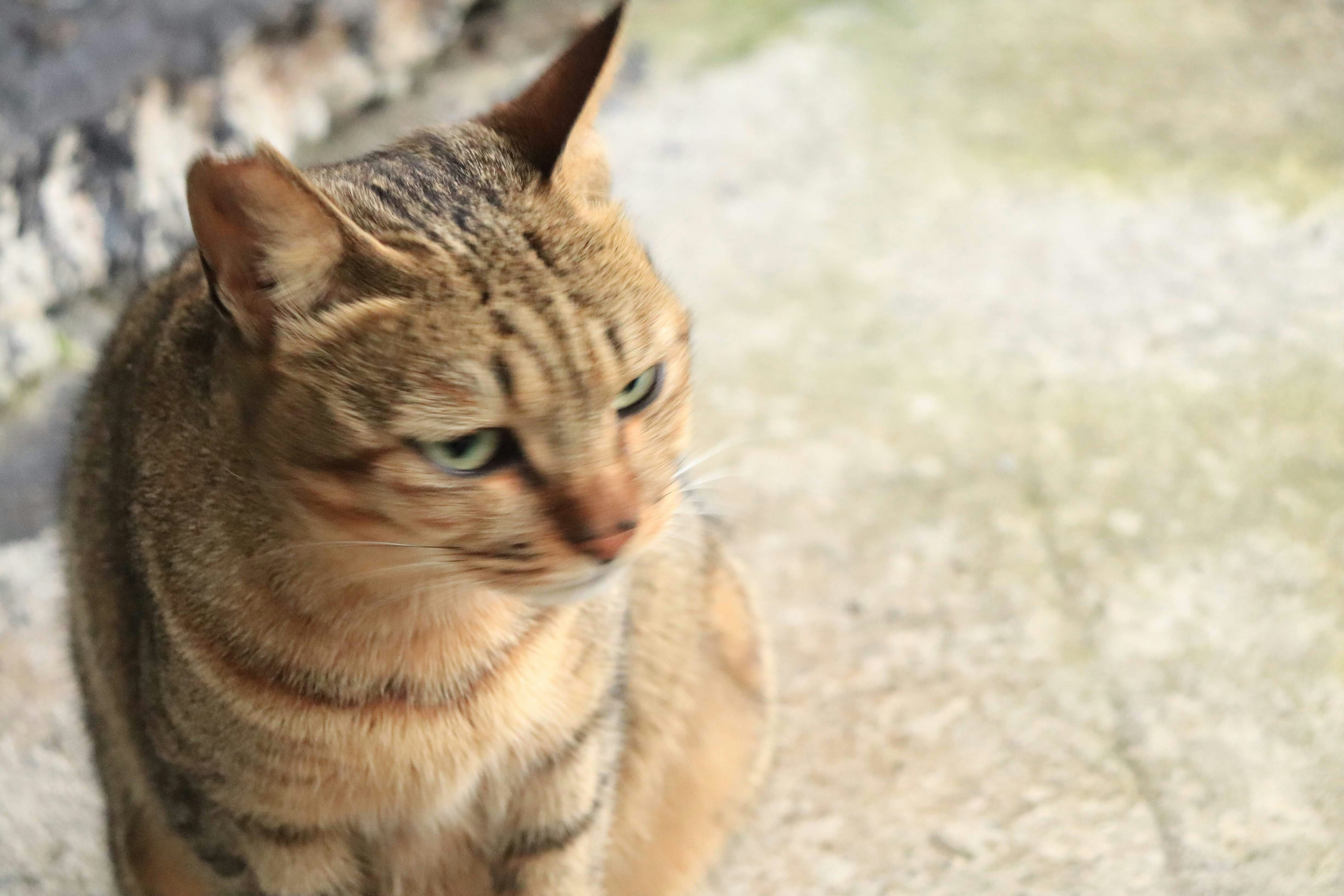 石畳の上でこちらを見つめる茶トラの猫