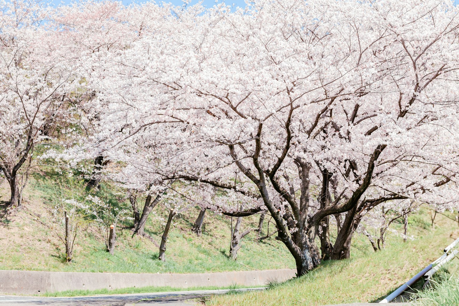 Paesaggio con alberi di ciliegio in fiore