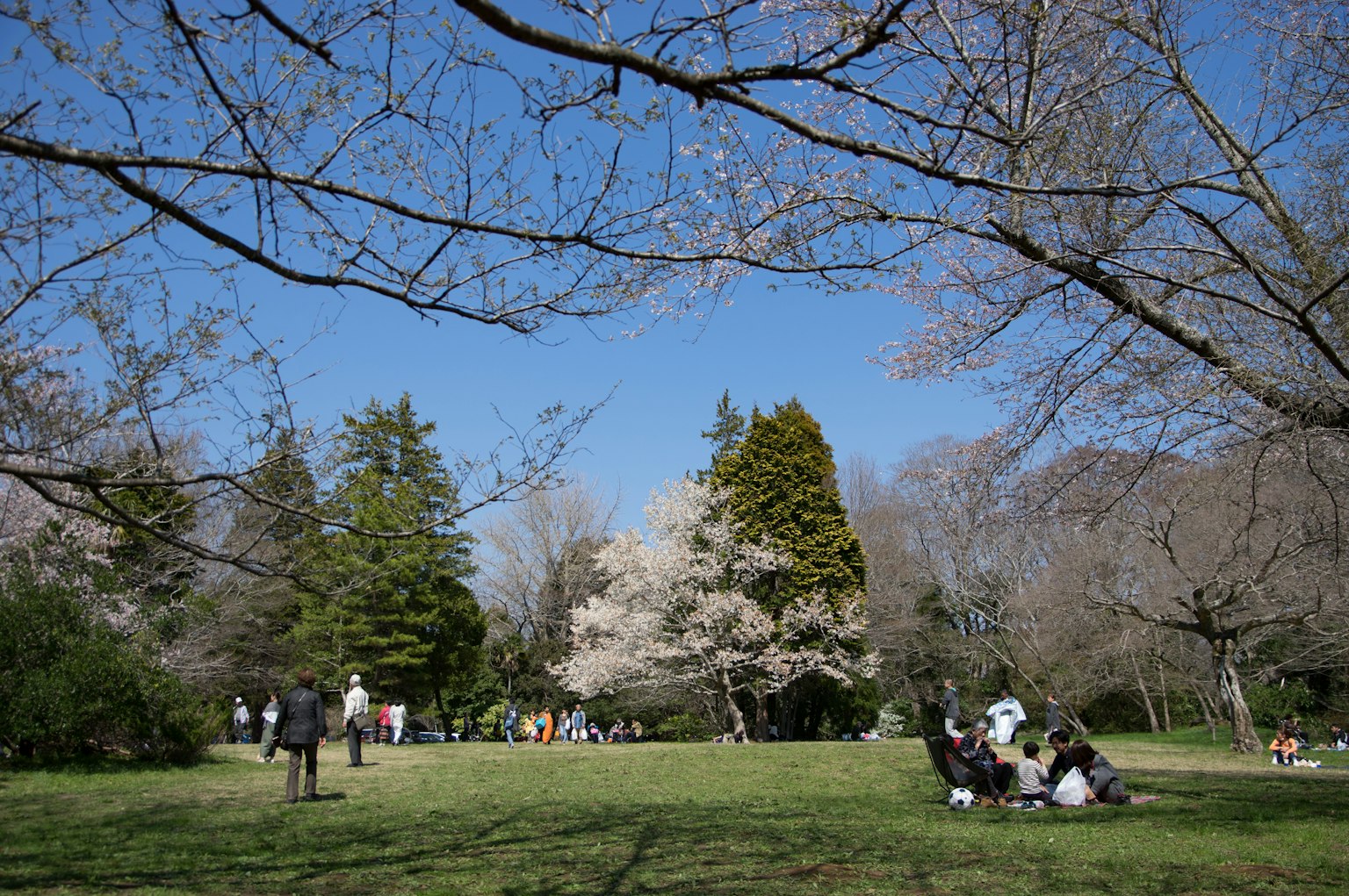 Orang-orang menikmati mekarnya bunga sakura di bawah langit biru dengan pohon sakura