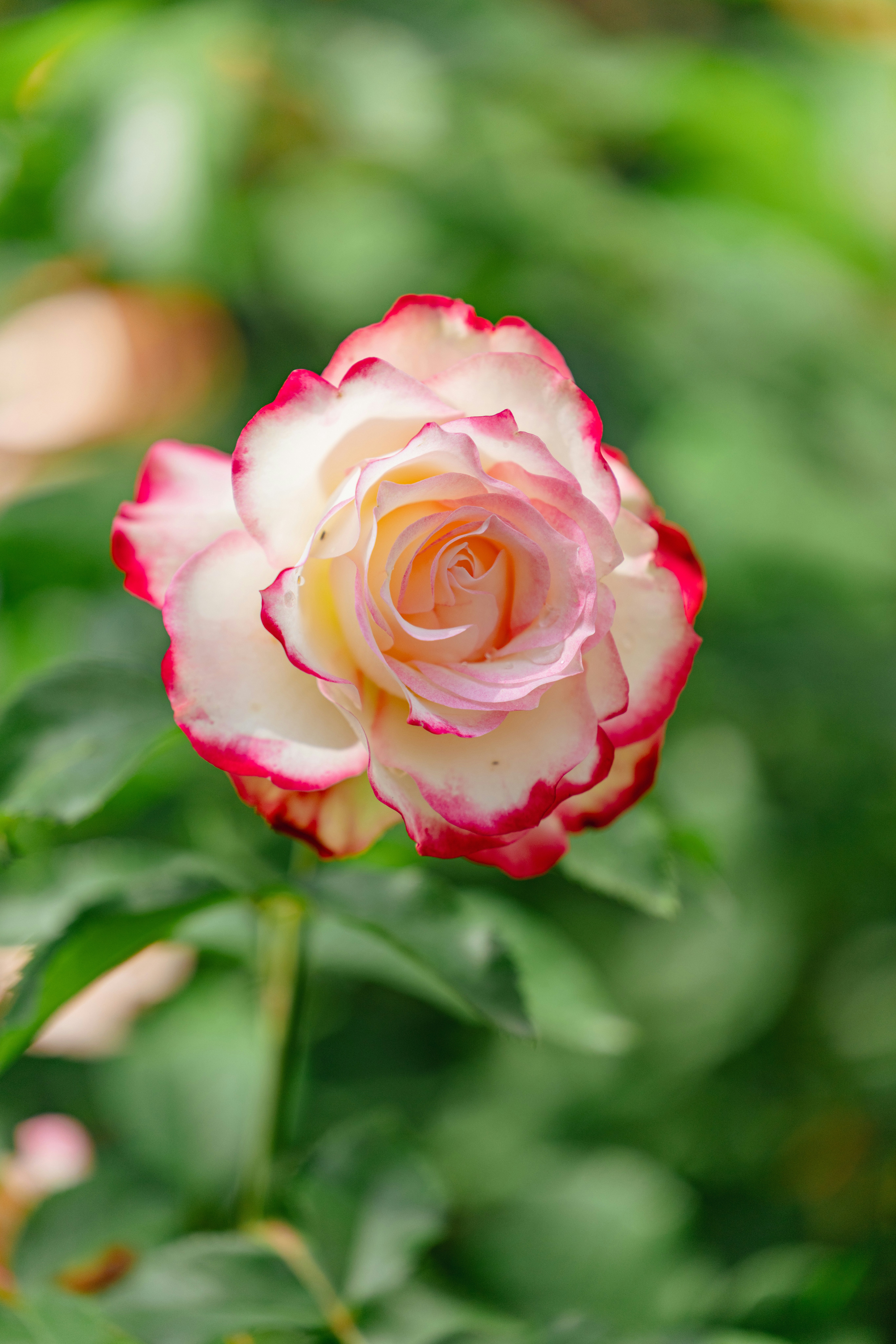 薔薇の花のクローズアップ