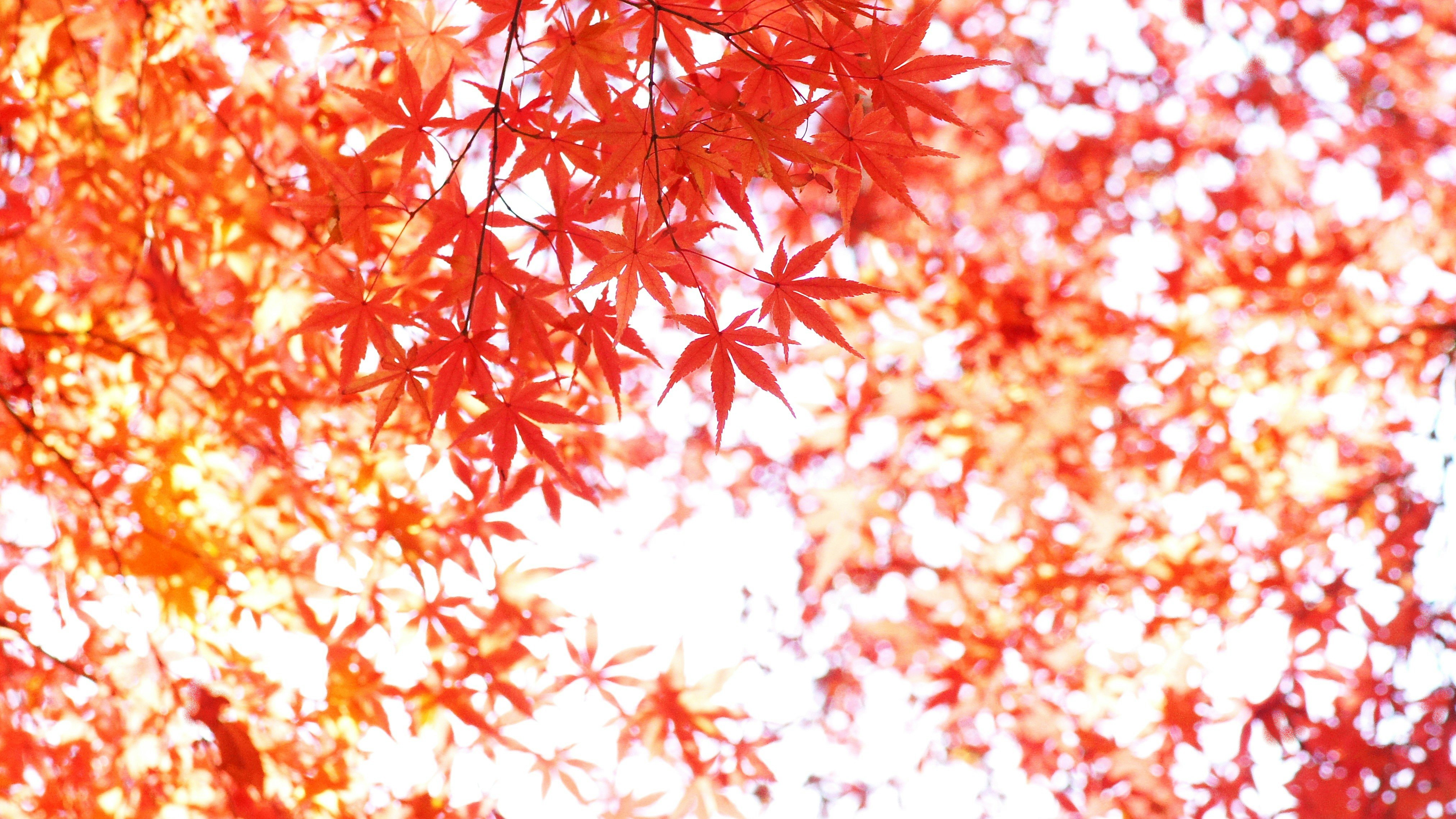 木漏れ日のモミジの葉がきらめく紅葉のクローズアップ