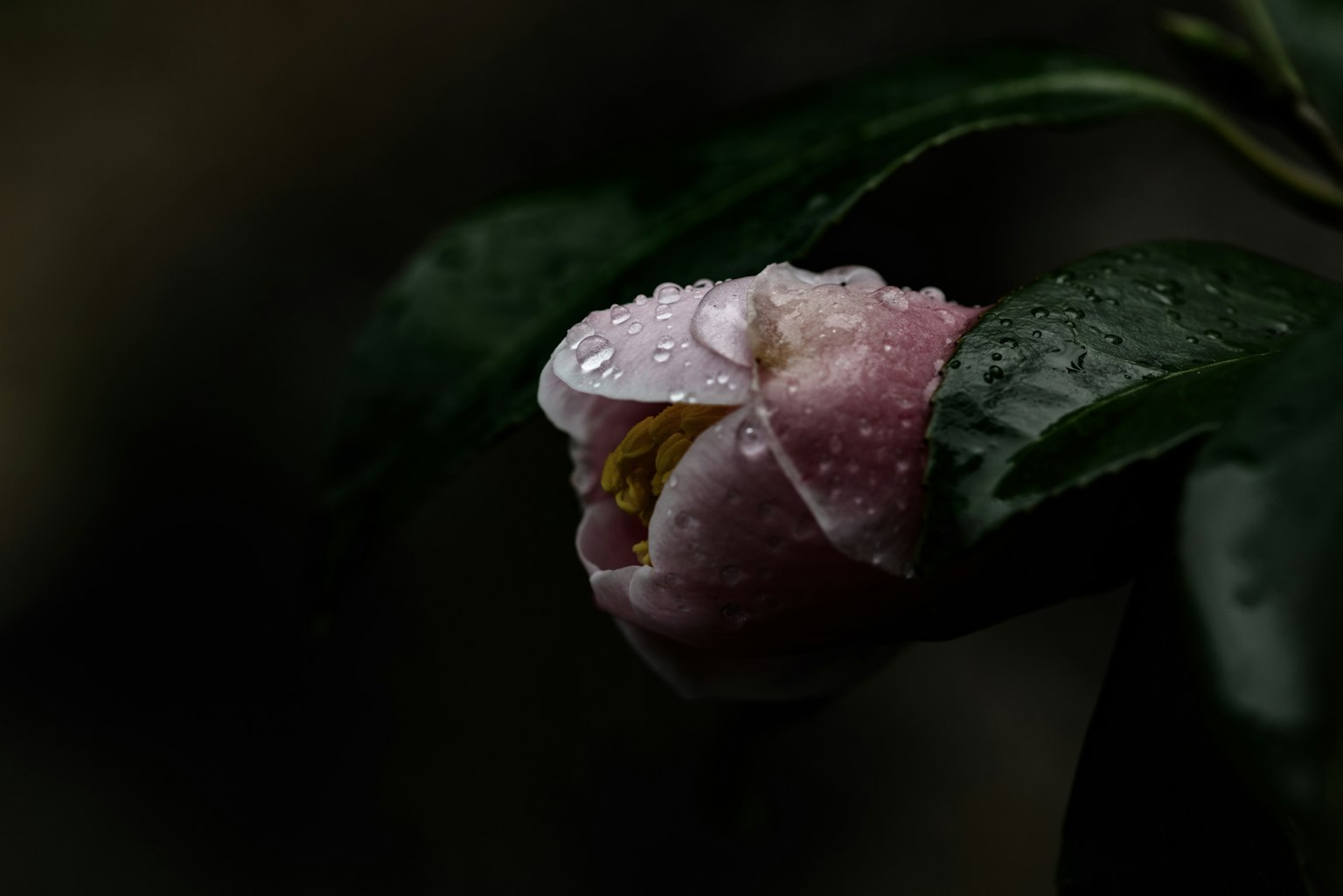 一朵精緻的粉色花朵，花瓣上有水滴，背景較暗