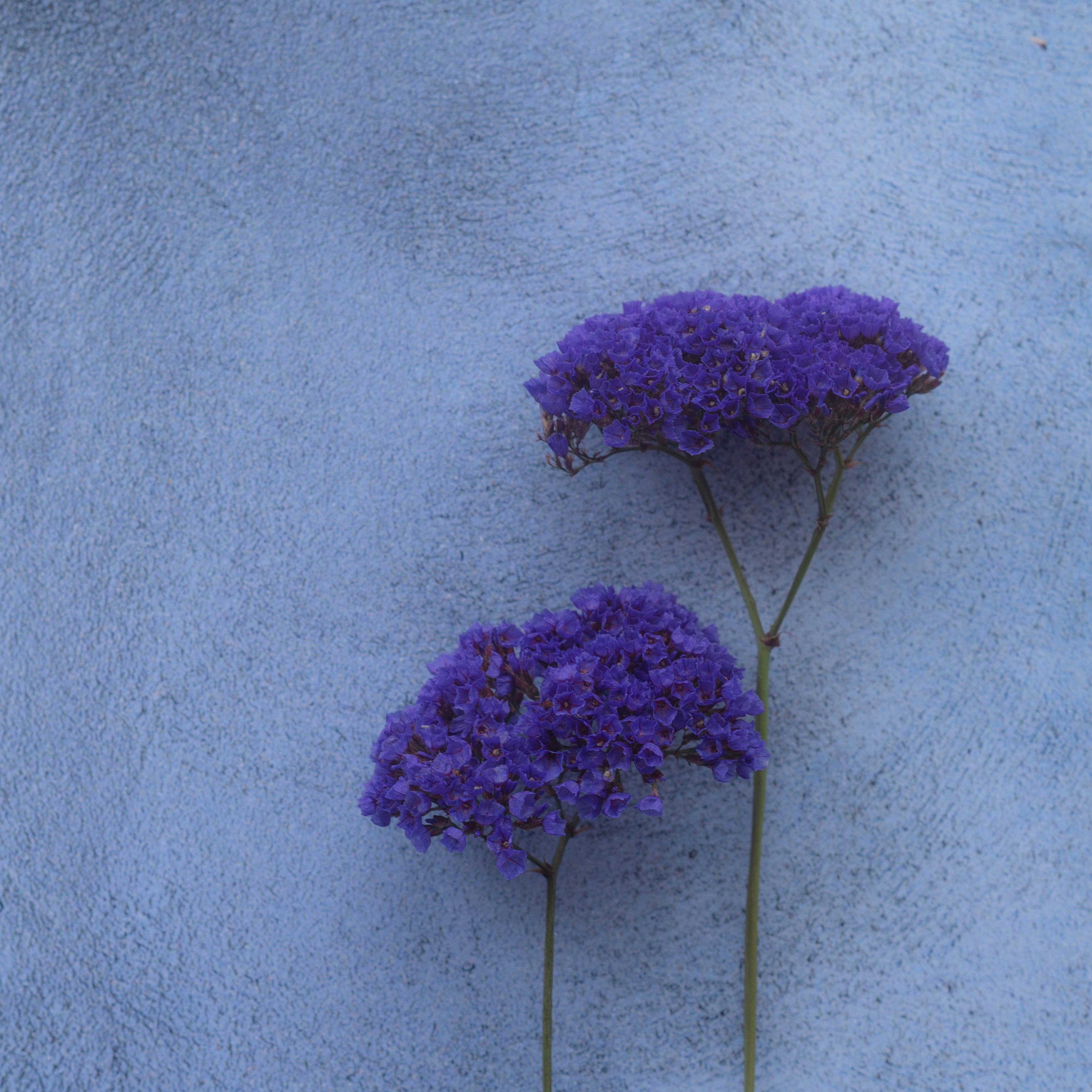 青い壁に寄り添う紫の花の2本の茎