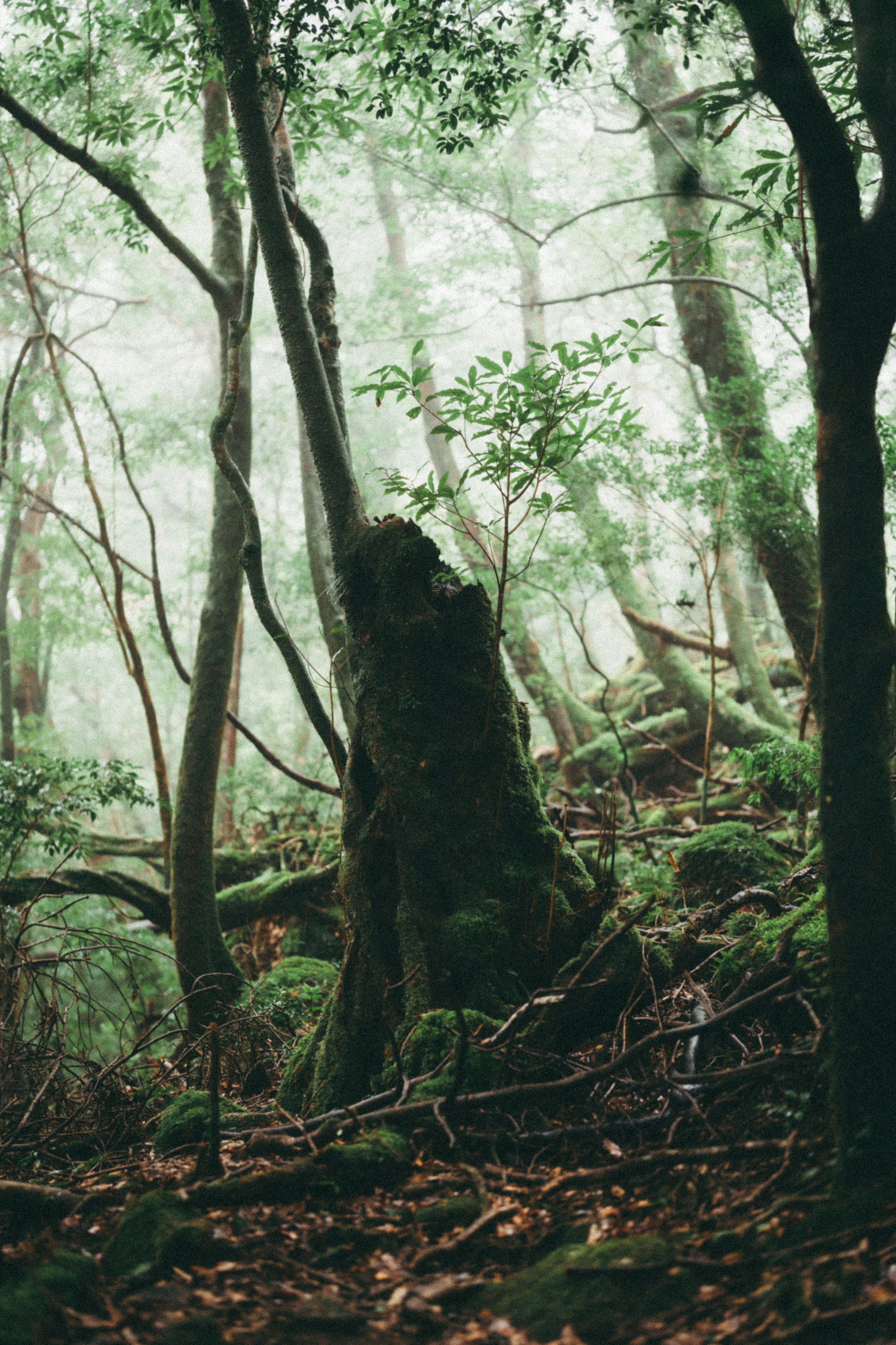 suelo del bosque oscuro rodeado de árboles