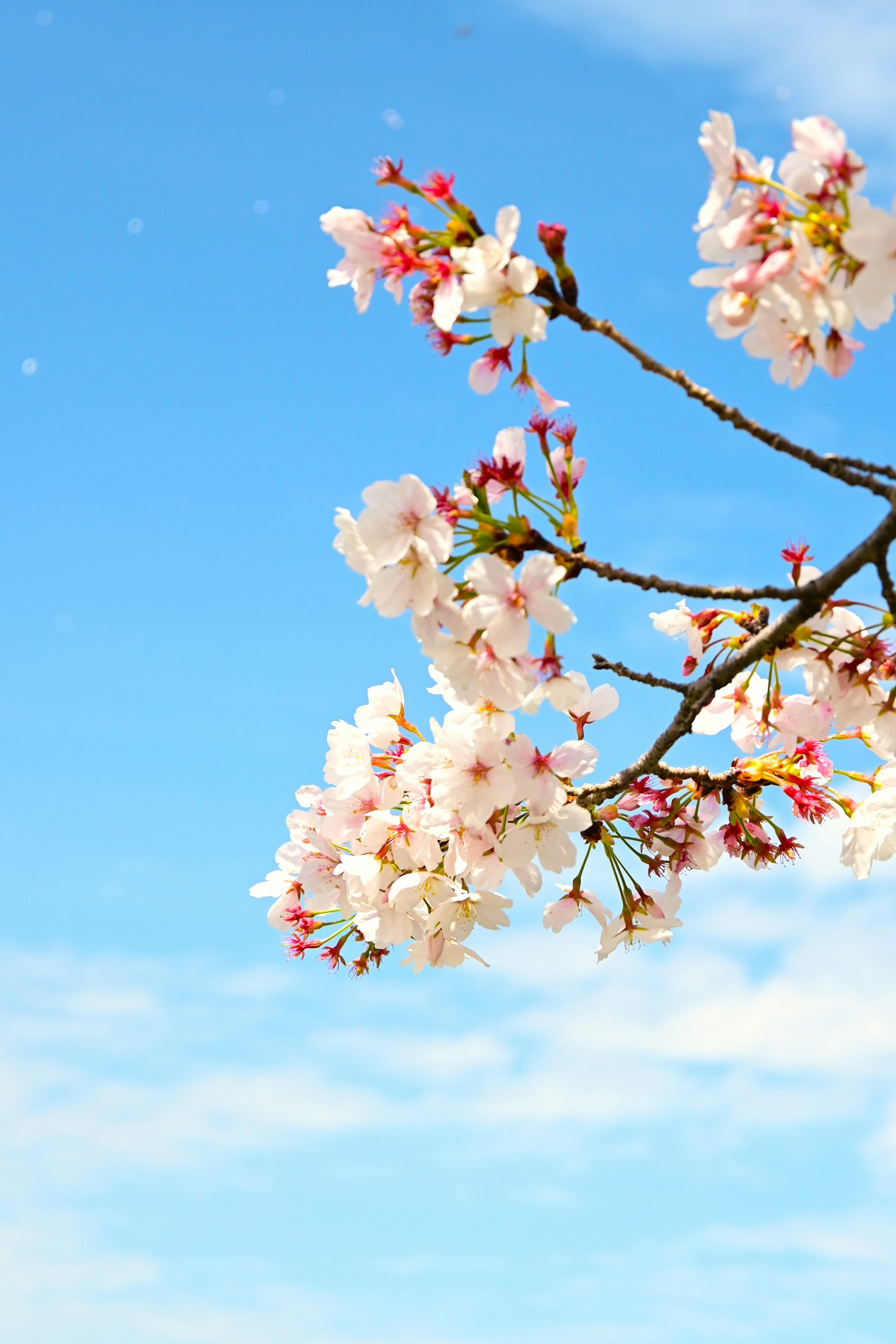 Branche de cerisier en fleurs contre un ciel bleu