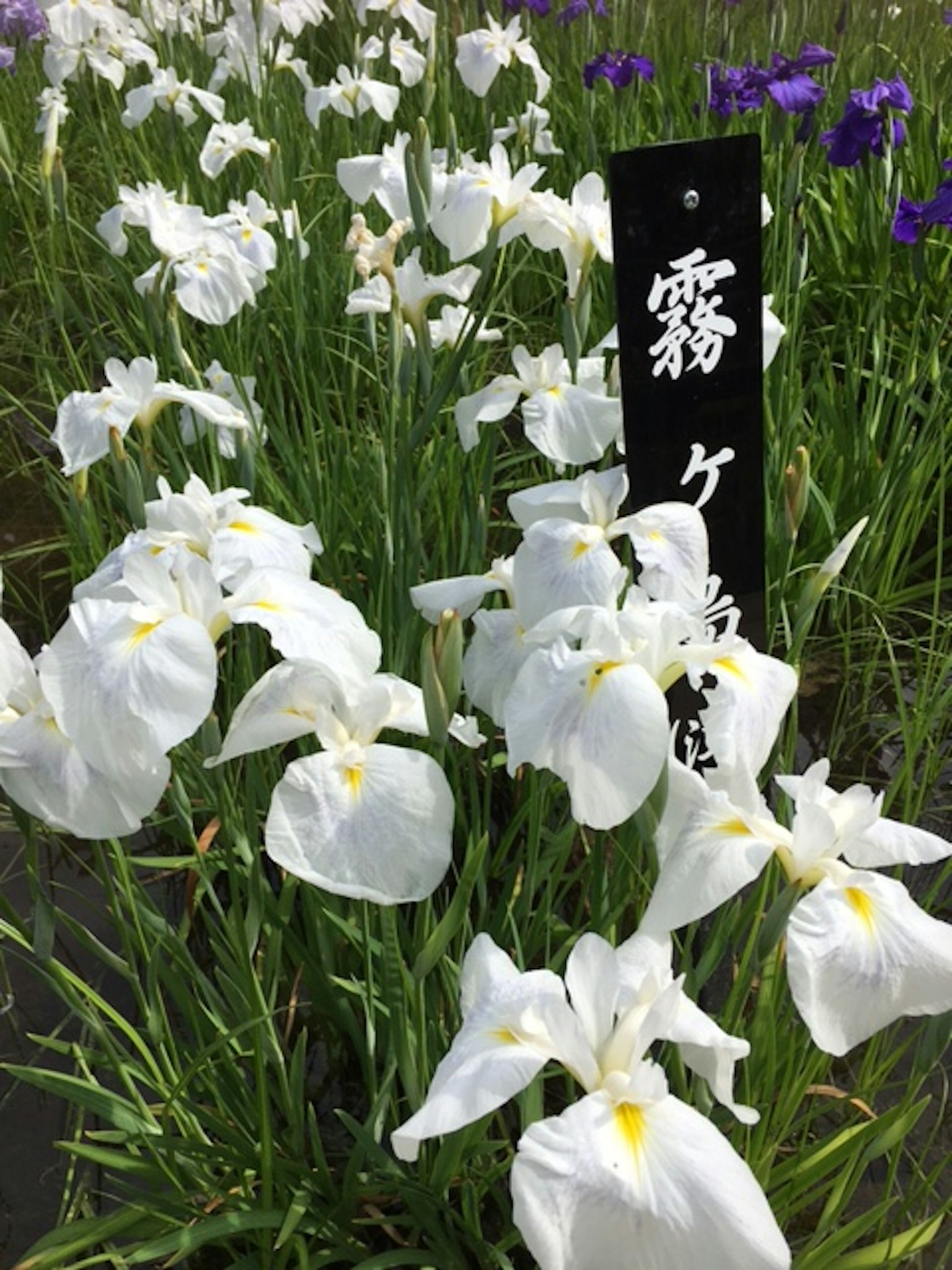 盛開的白花鳶尾花園風景