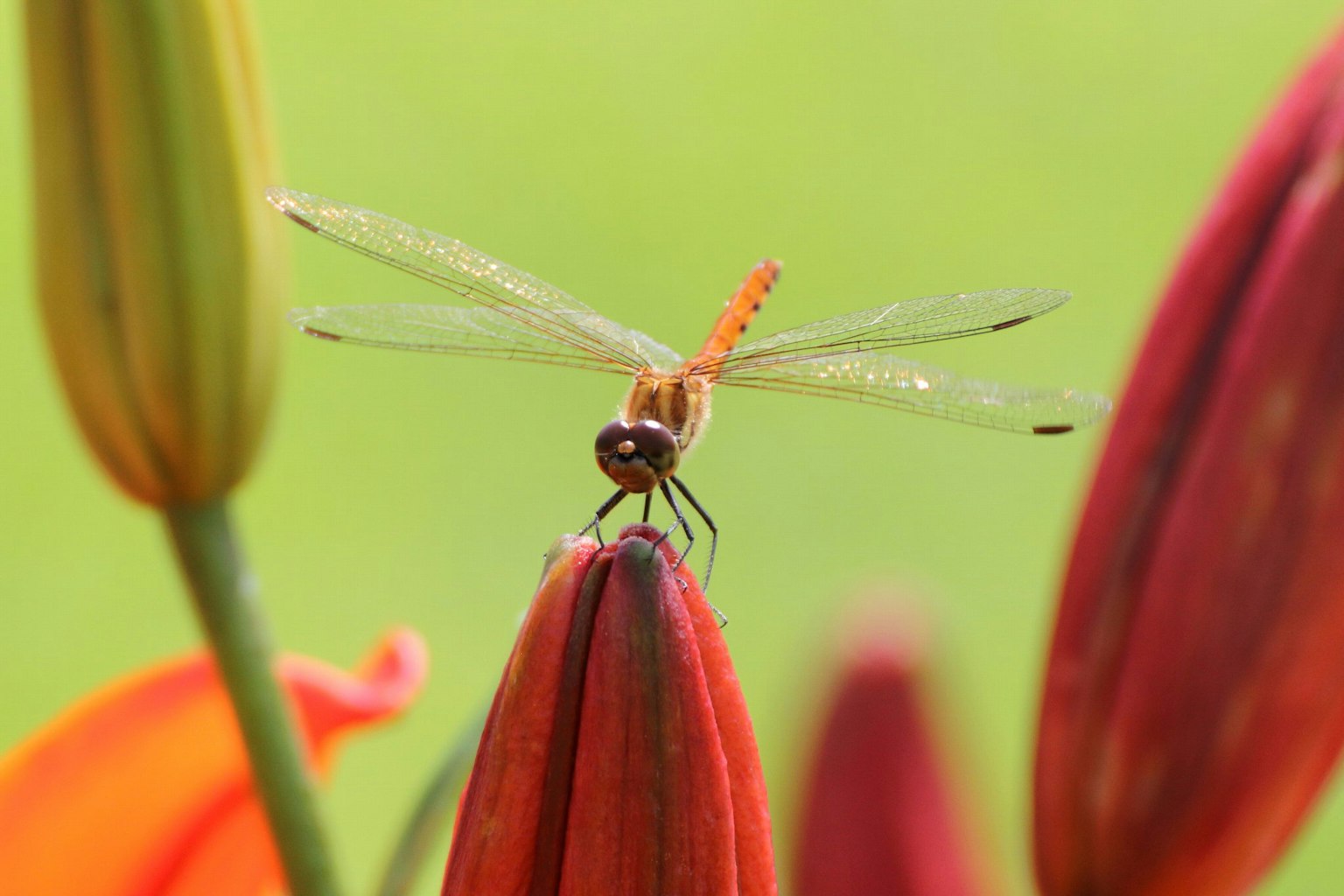 Gros plan d'une libellule se reposant sur une fleur rouge