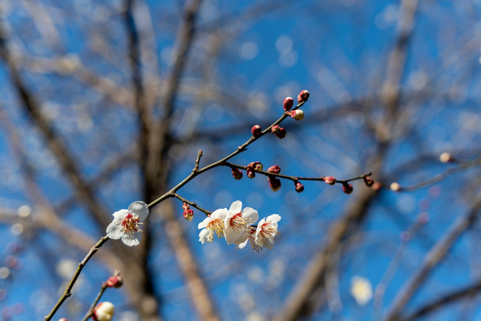 Fiori di pruno e gemme contro un cielo blu