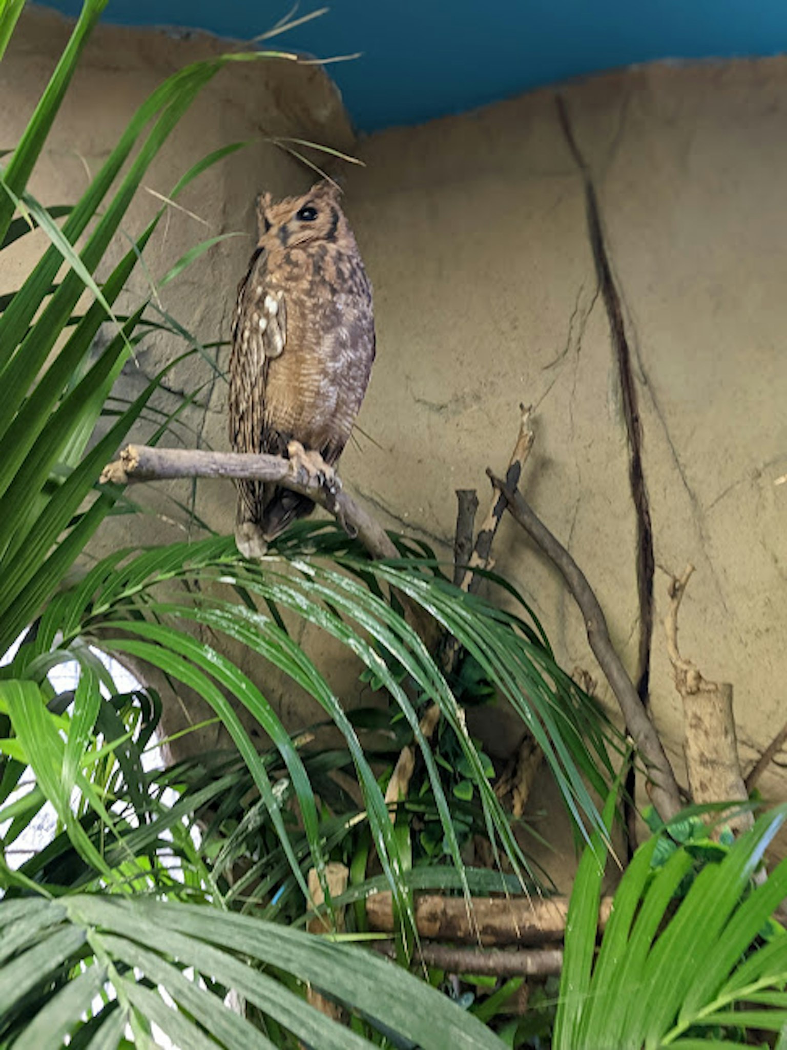 Burung hantu bertengger di dahan dikelilingi dedaunan hijau subur dan latar belakang berbatu