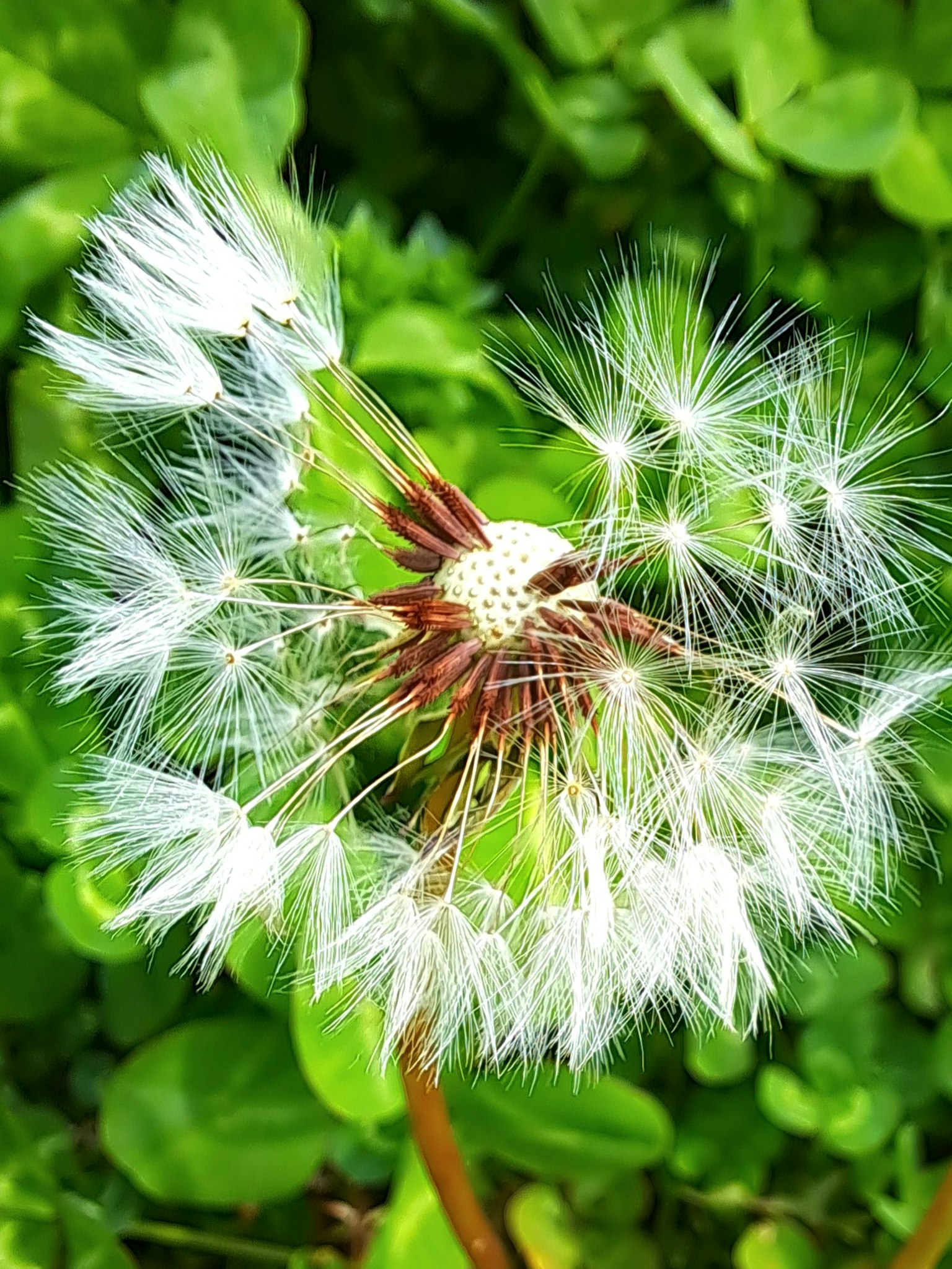 A dandelion puffball with white seeds dispersing in the wind against a green background