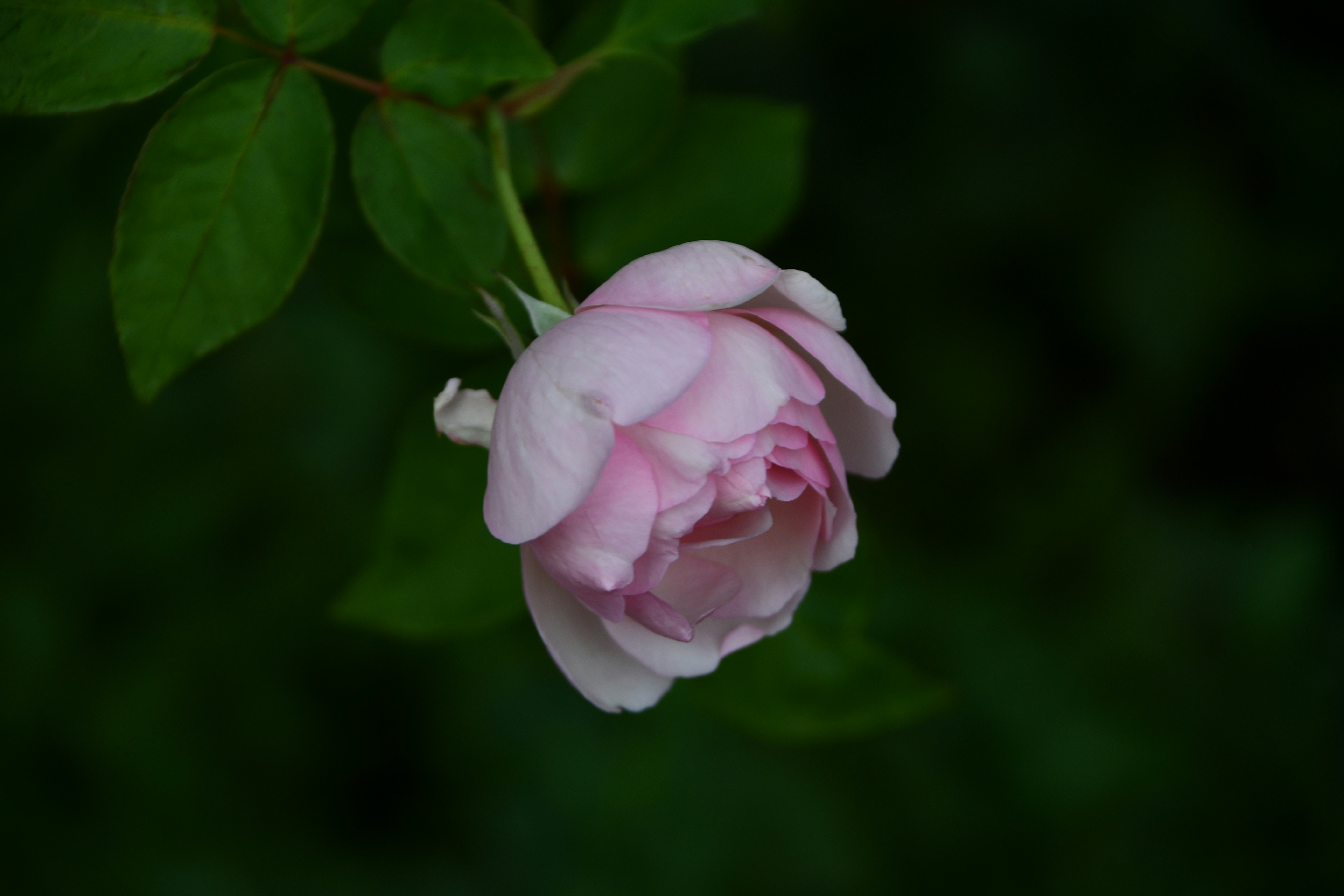 緑の葉の中で咲く淡いピンクのバラの花