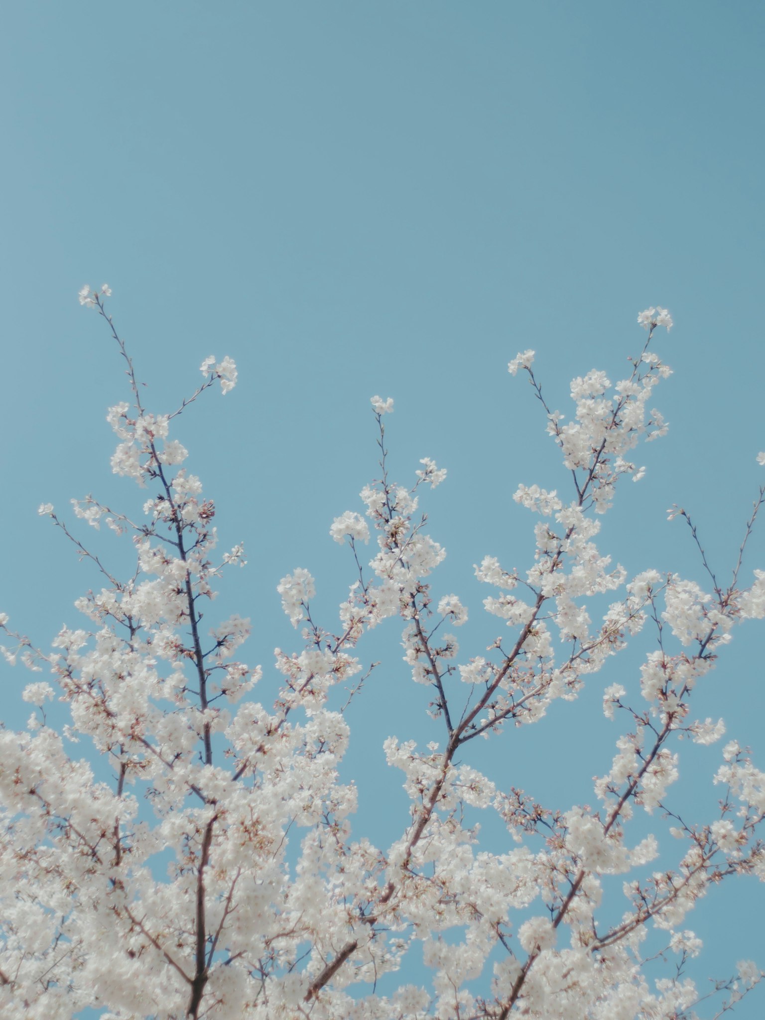 Branches de cerisiers en fleurs contre un ciel bleu clair