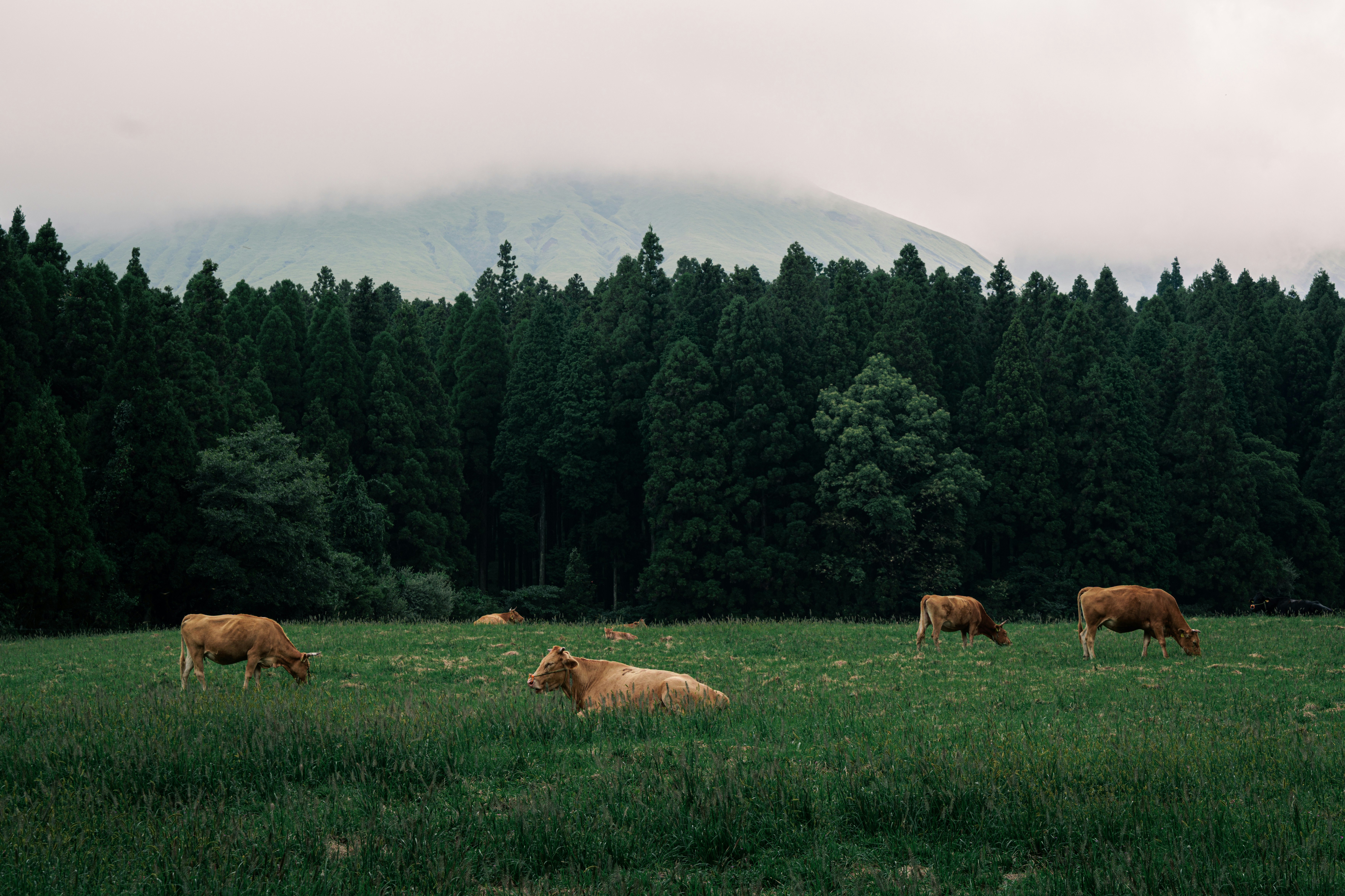 草地で放牧される牛と森の背景
