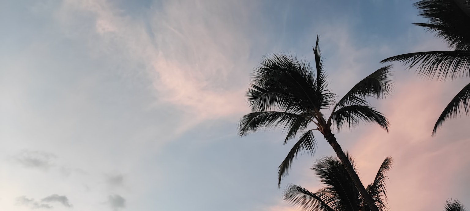 藍天中柔和雲朵的椰子樹輪廓