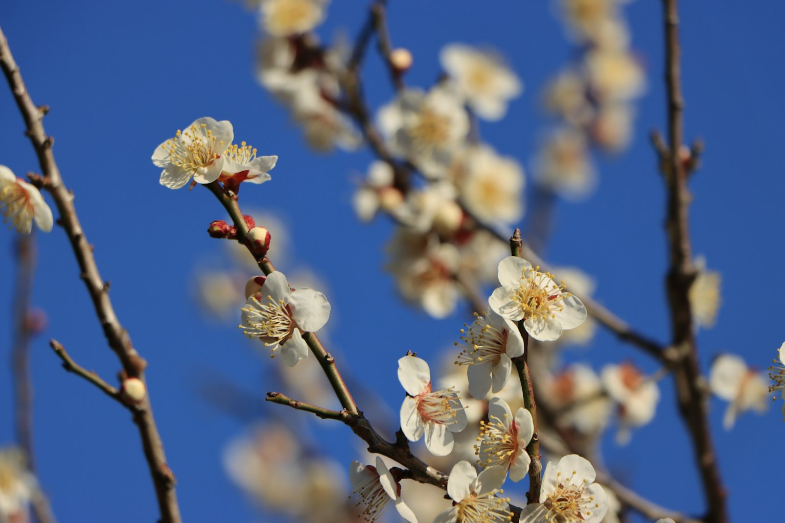 Zweig mit weißen Pflaumenblüten vor blauem Himmel