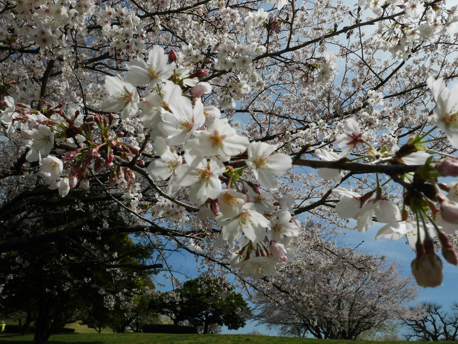 Primer plano de flores de cerezo en una rama bajo un cielo azul