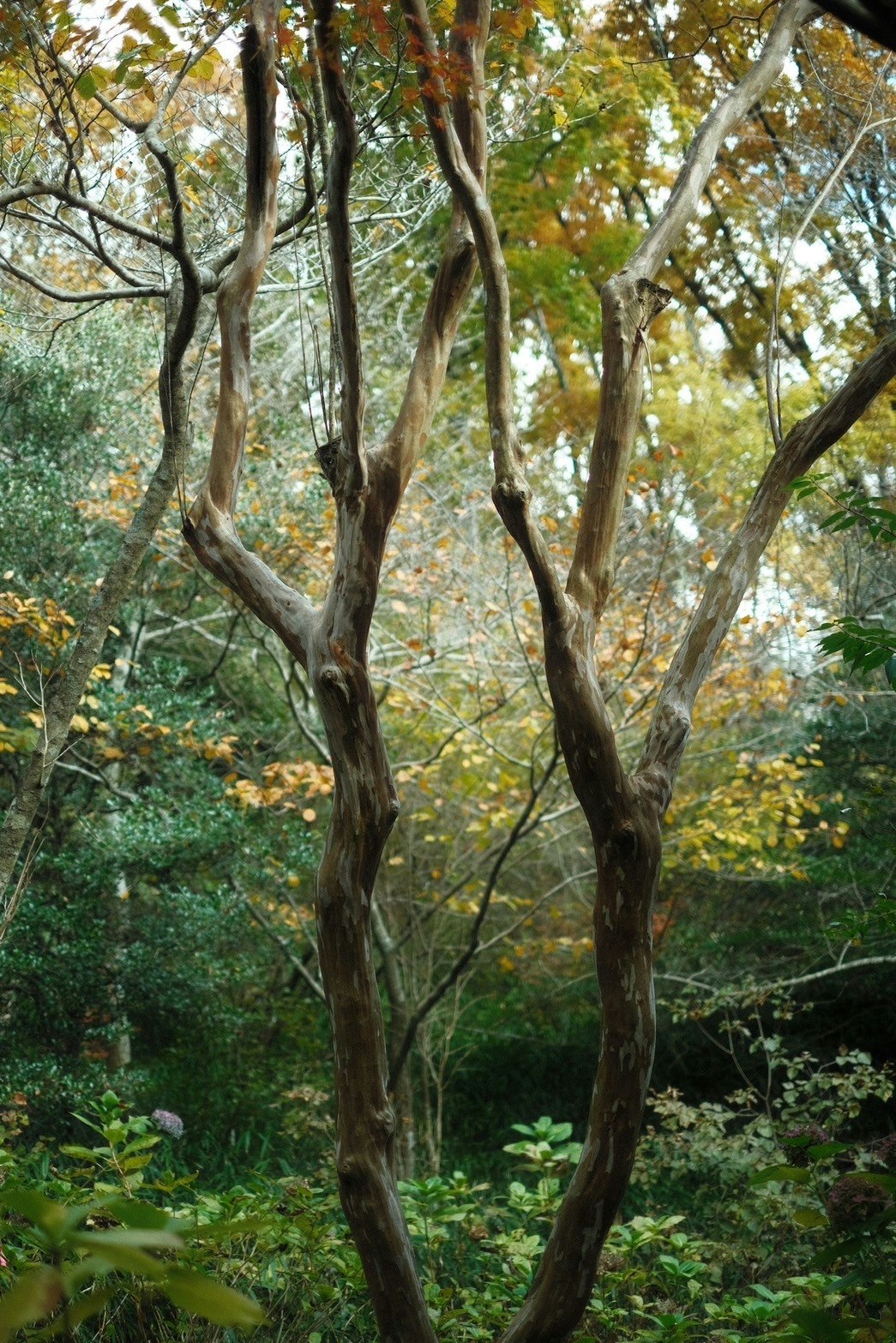 秋の森で枝が絡む木々の立ち姿