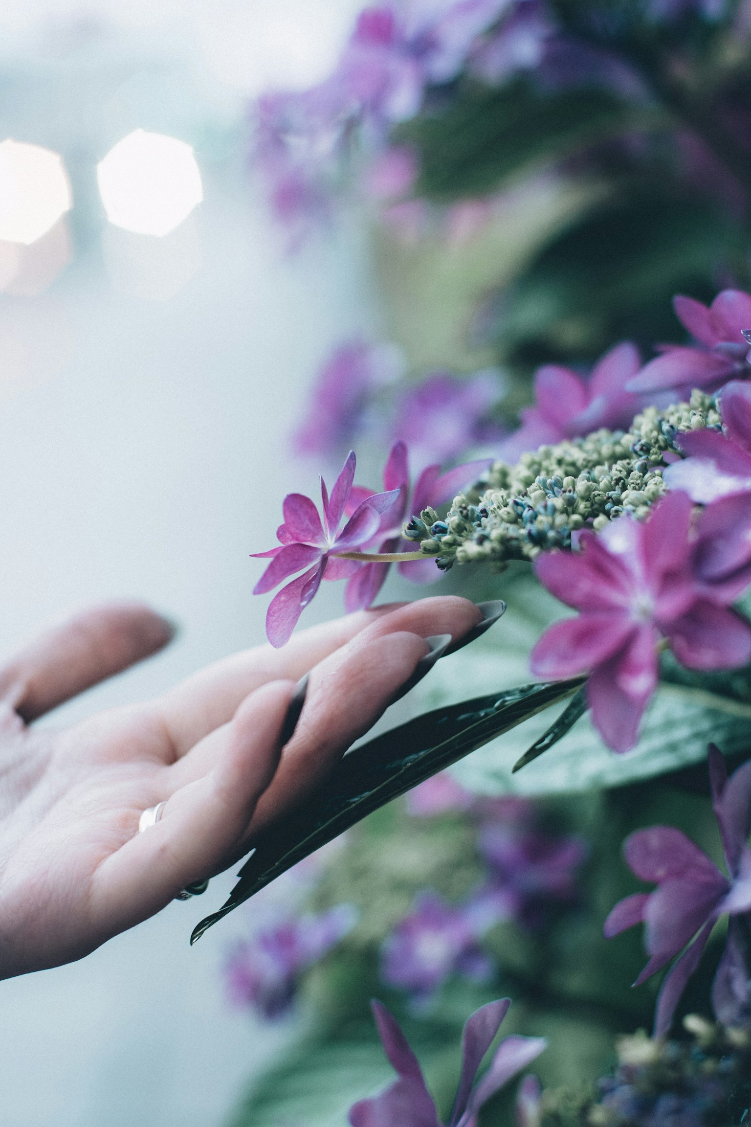 A hand gently touching vibrant purple flowers in a soft light