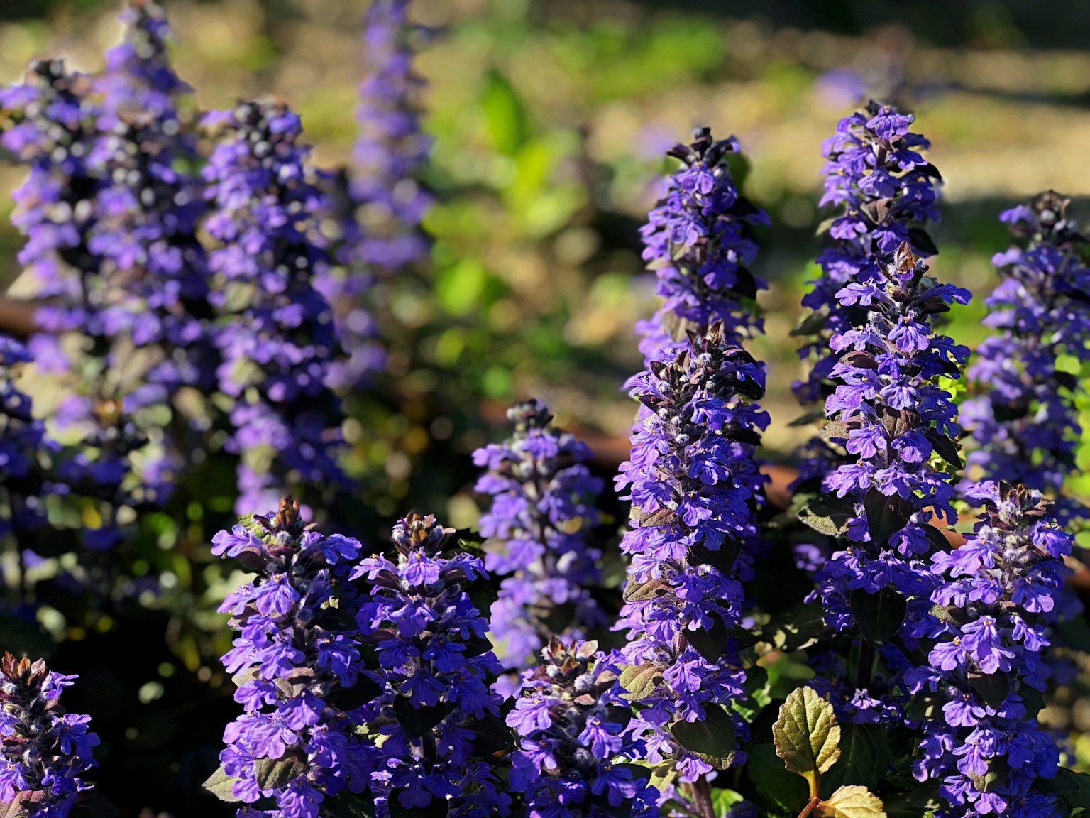 Primer plano de flores moradas vibrantes en flor