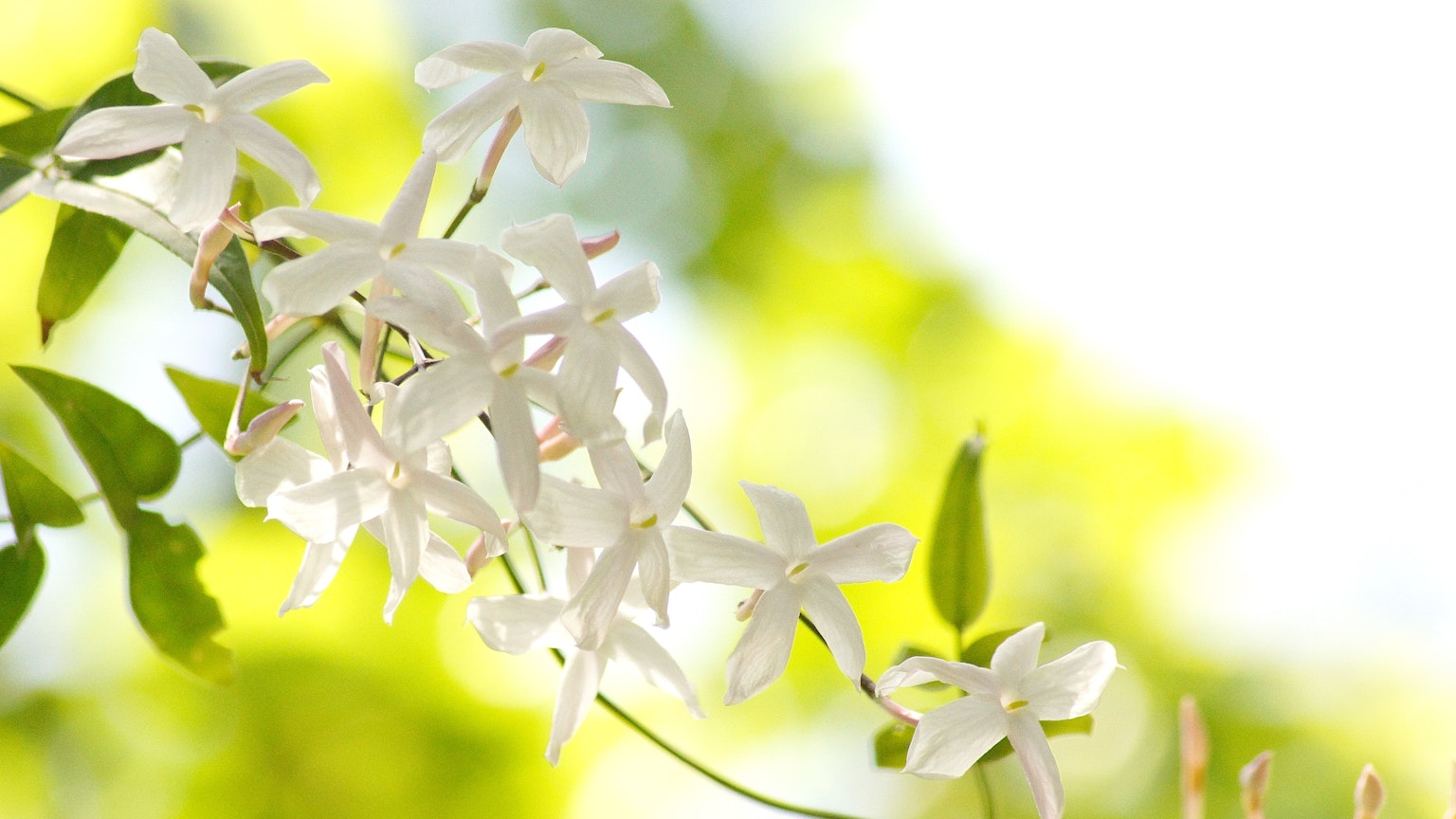 Zarte weiße Blumen vor einem sanft verschwommenen grünen Hintergrund