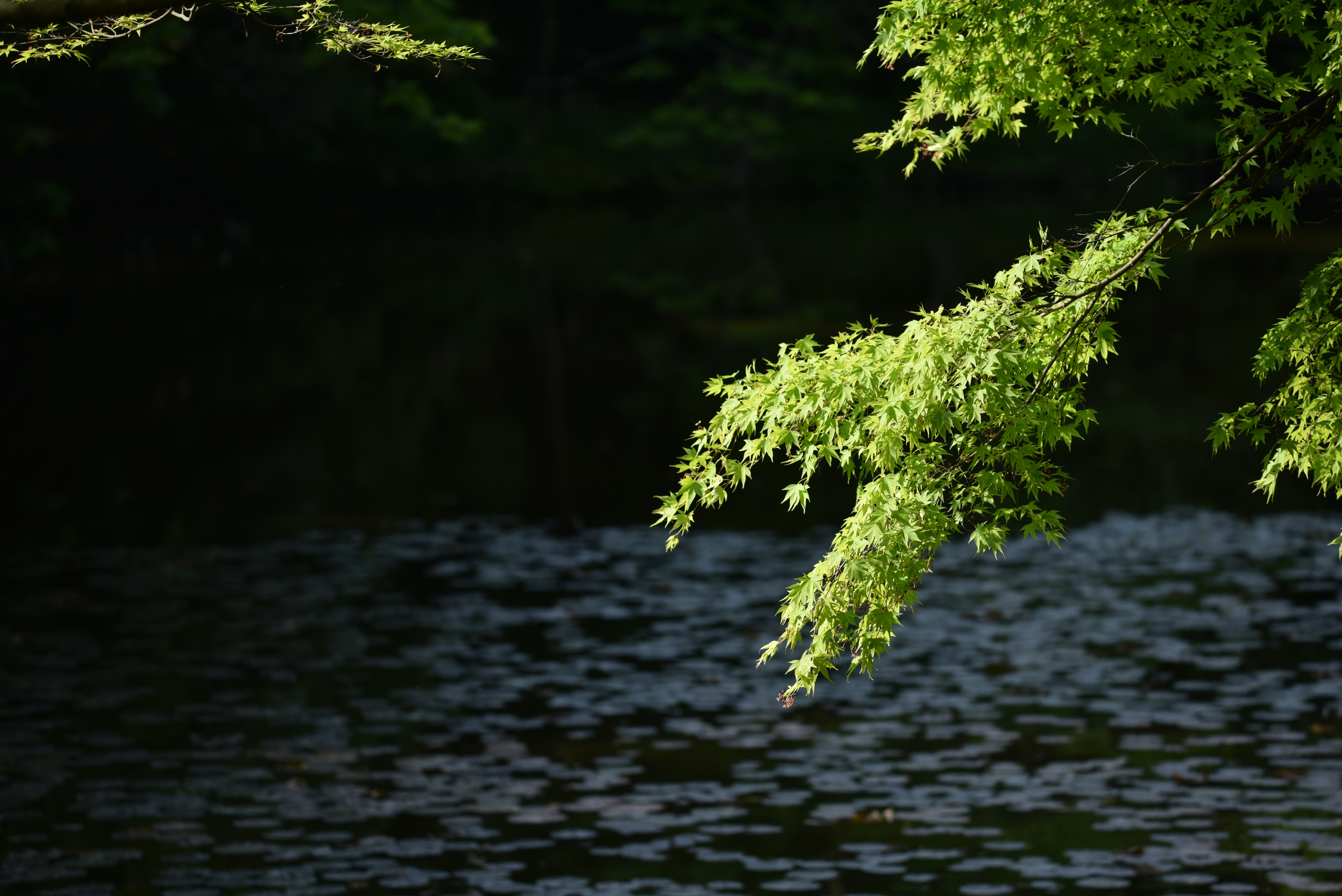 Nahaufnahme von grünen Blättern über einer ruhigen Wasseroberfläche