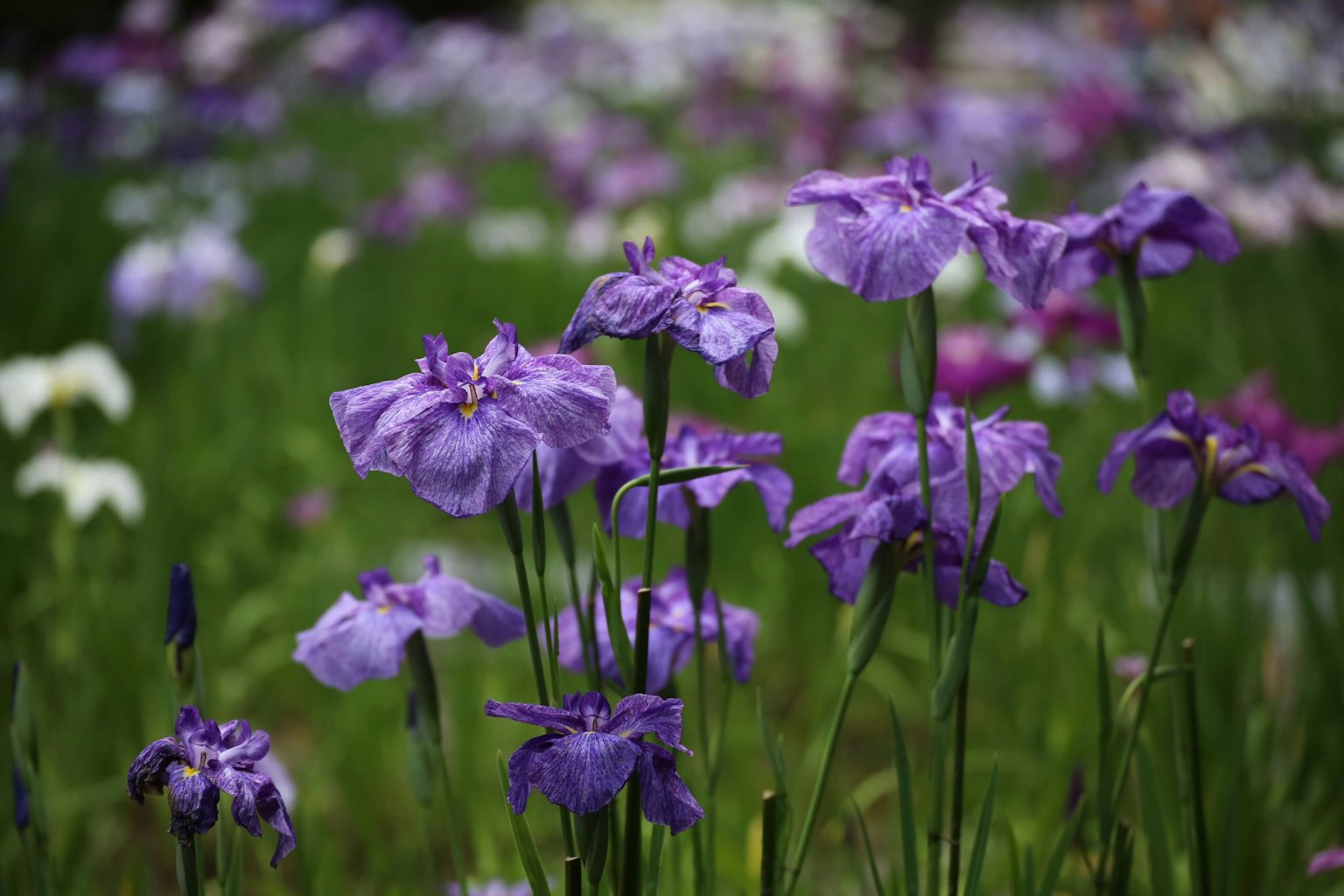 Un champ de fleurs violettes en fleurs