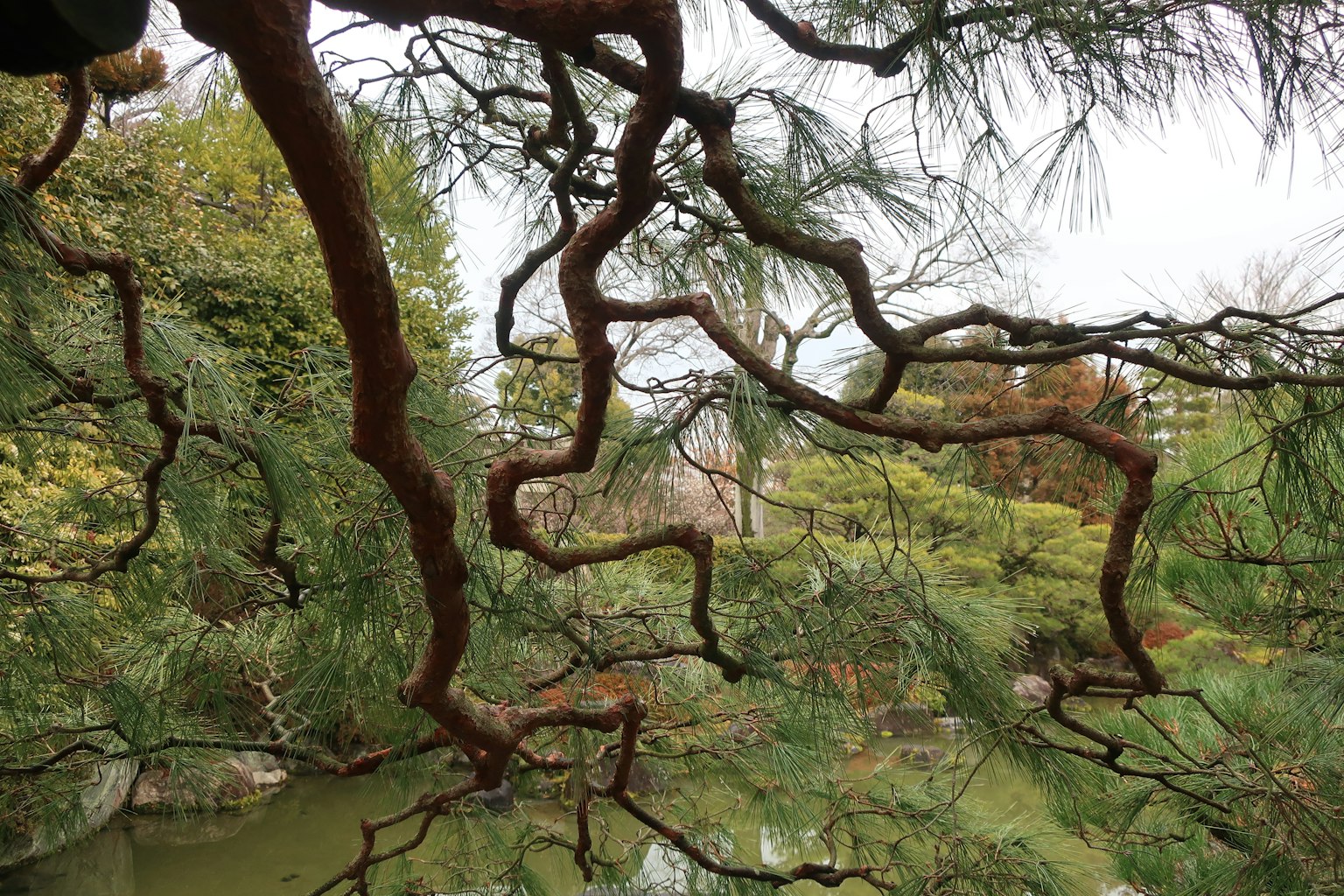 Vista de ramas de árbol retorcidas sobre un estanque de jardín sereno