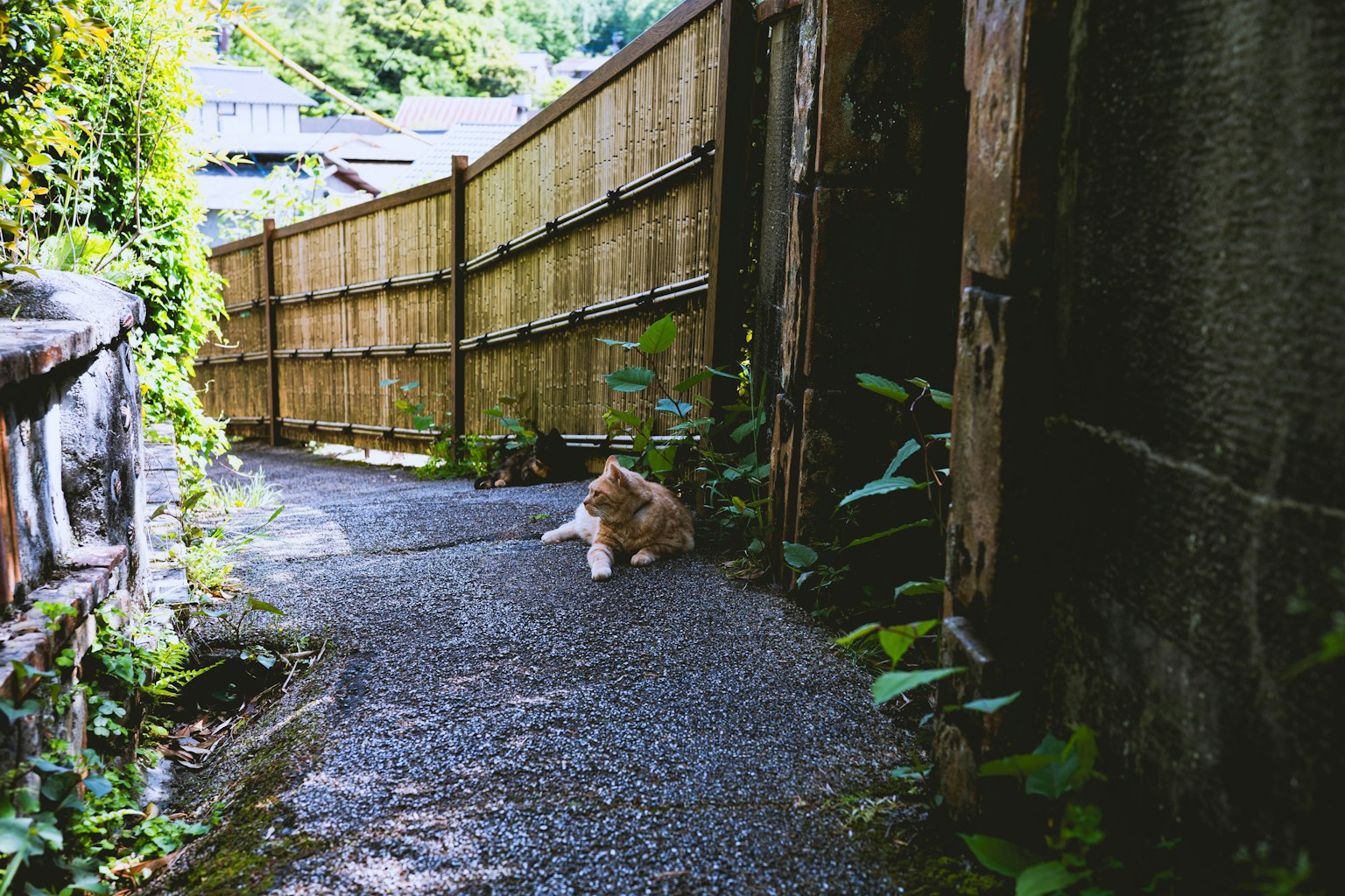 A cat sitting on a narrow path beside a bamboo fence