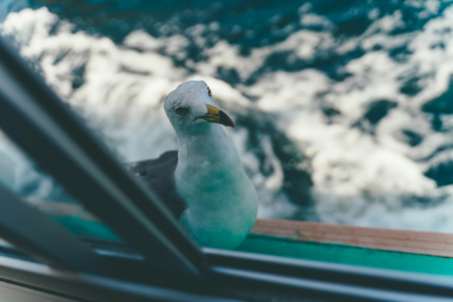Gros plan d'une mouette avec des vagues océaniques en arrière-plan